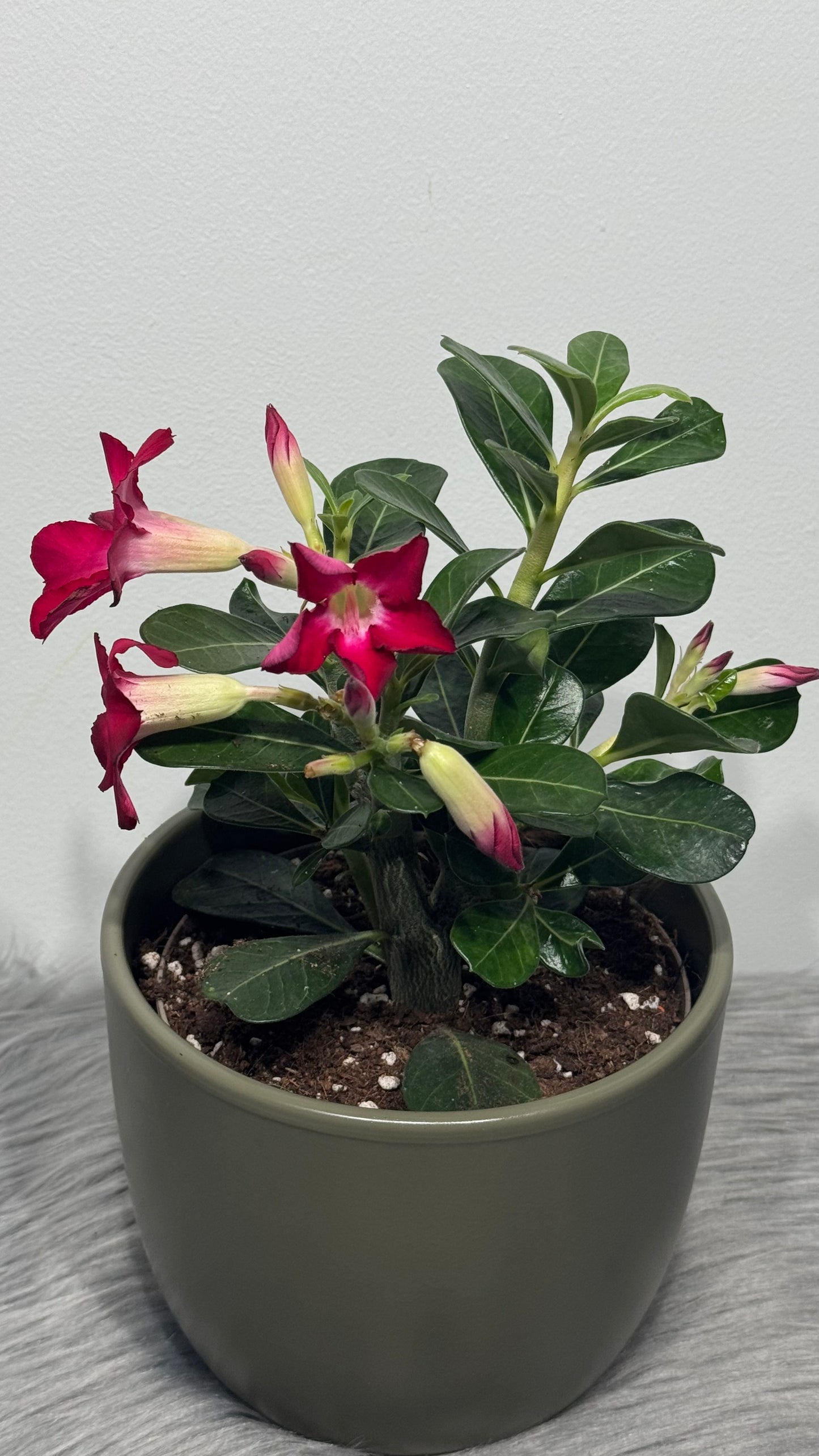 Adenium obesum Anouk