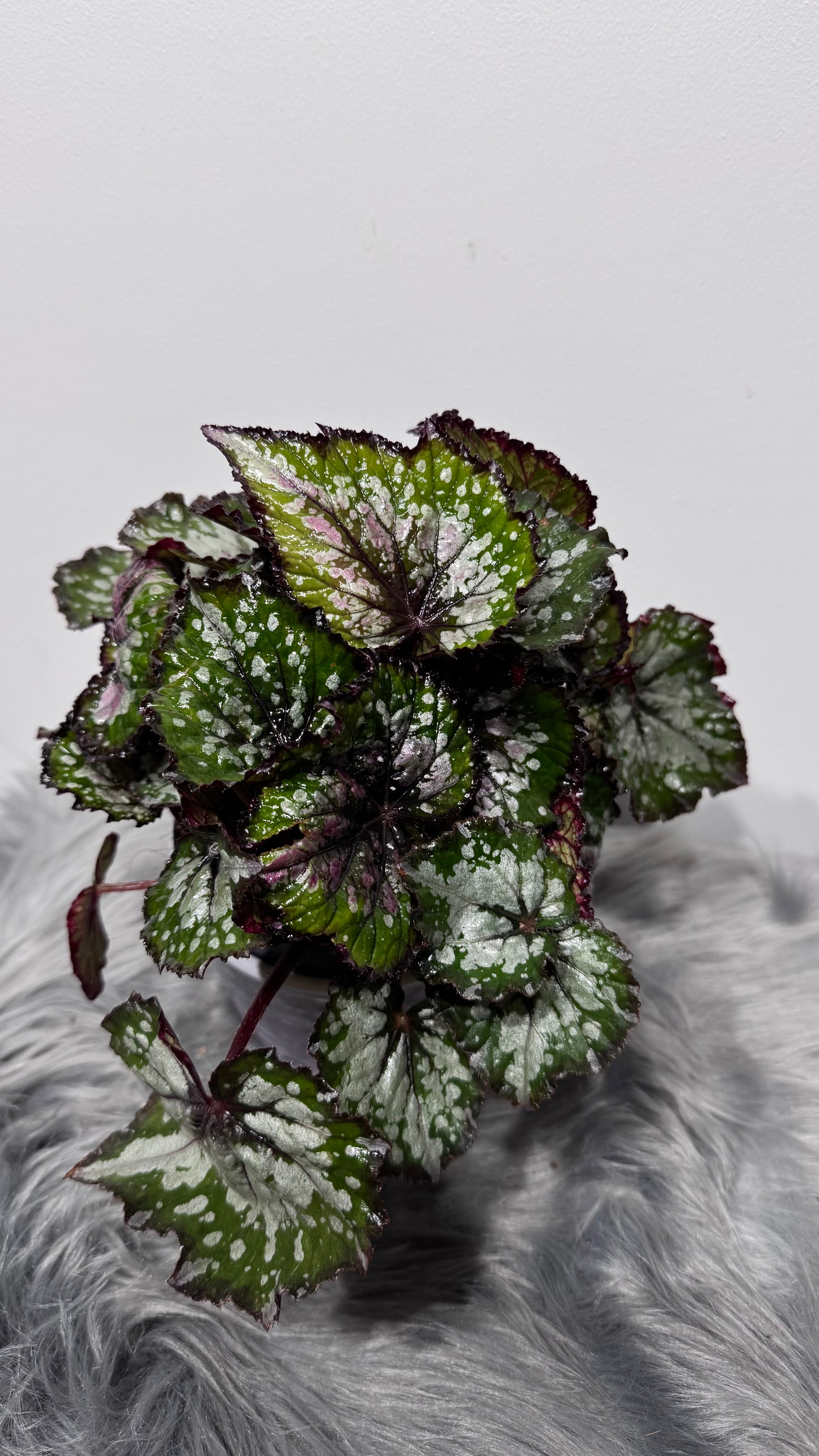 Begonia Bastella