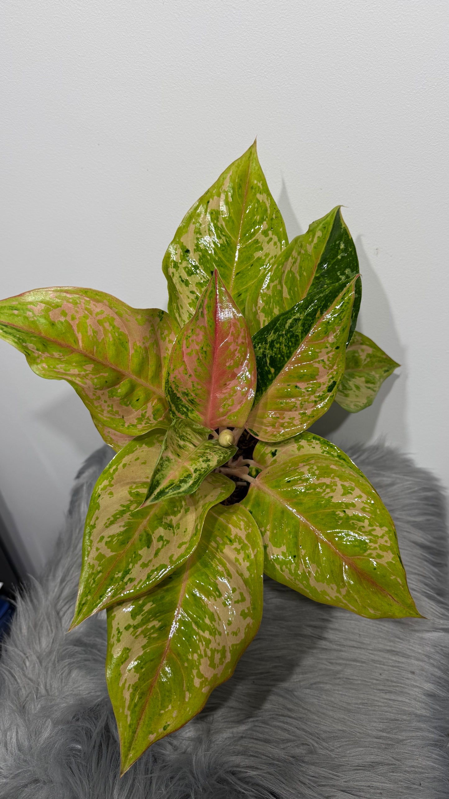 Aglaonema 10