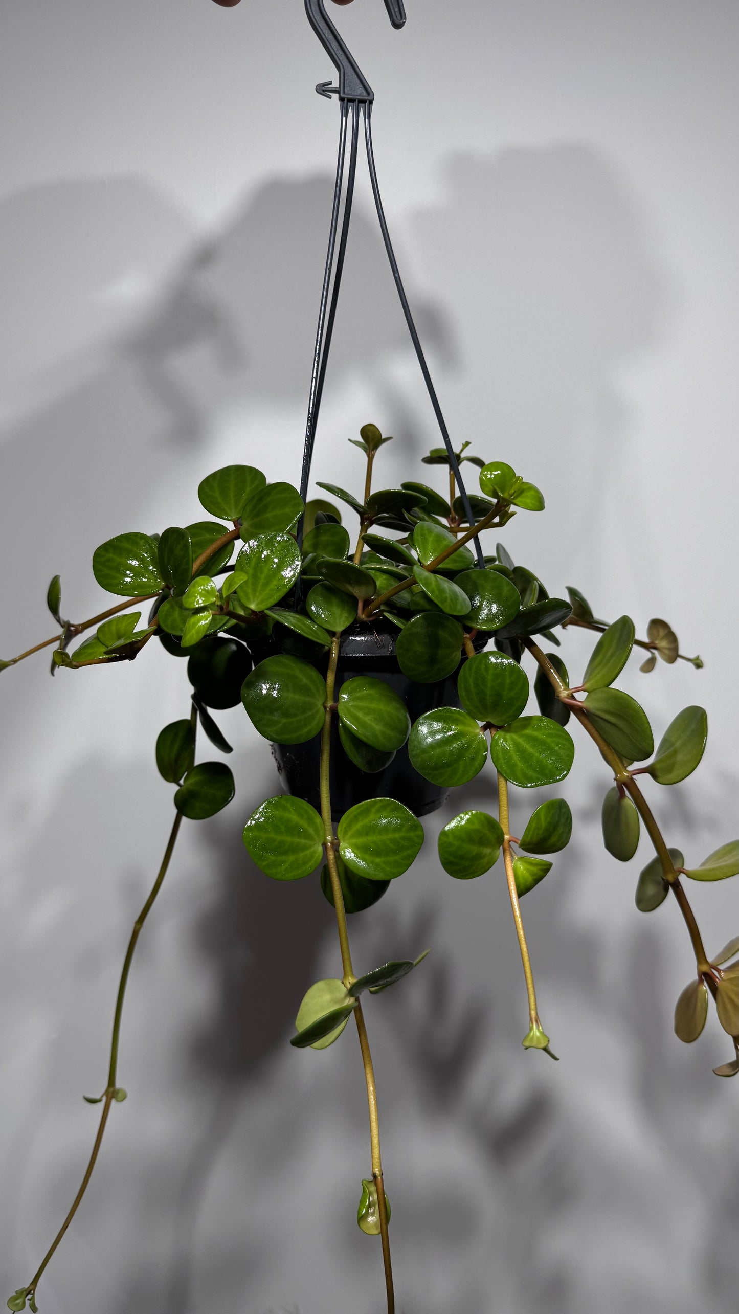 Peperomia 'Hope'