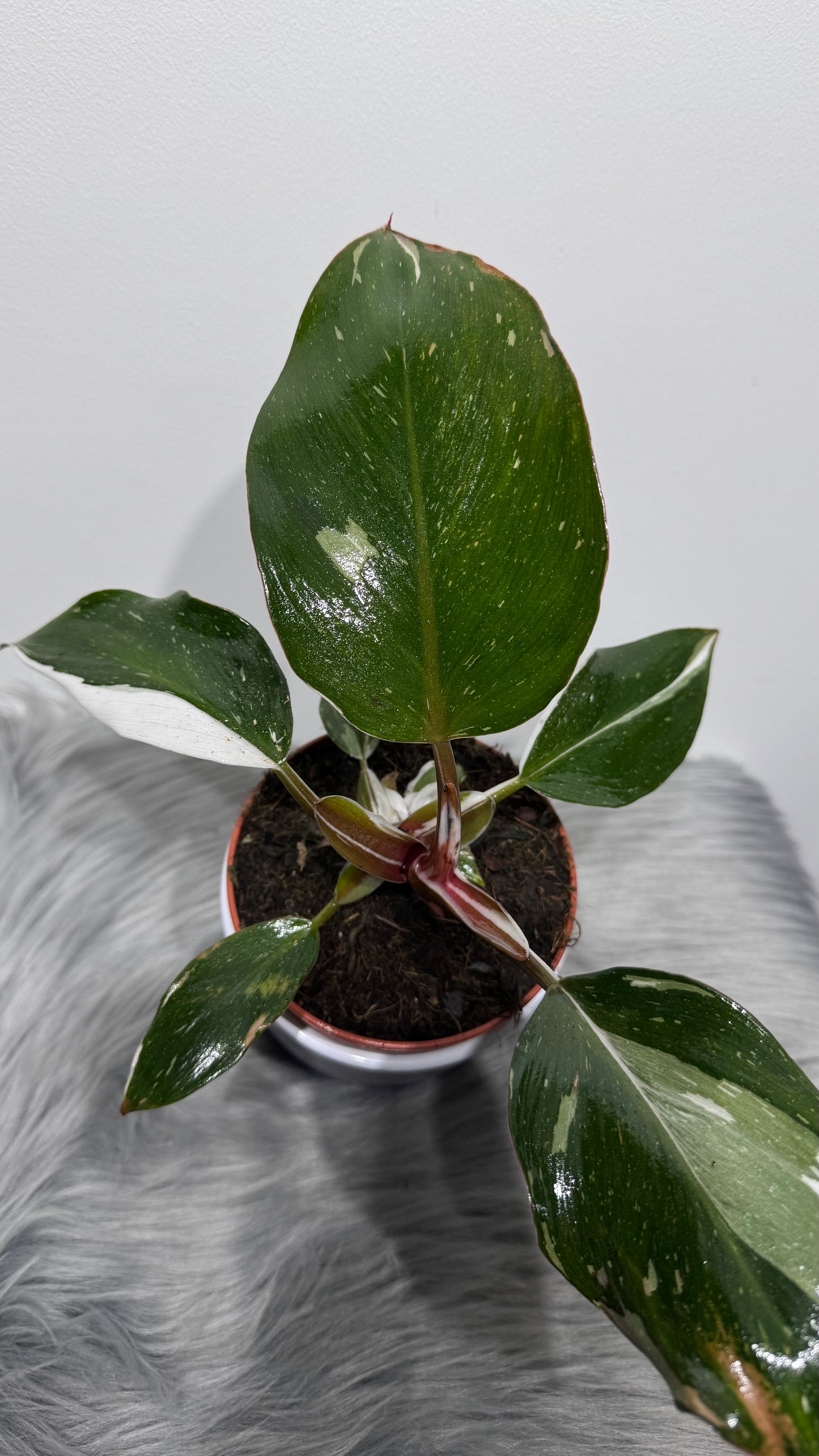Philodendron White Knight - www.augi-plants.lv