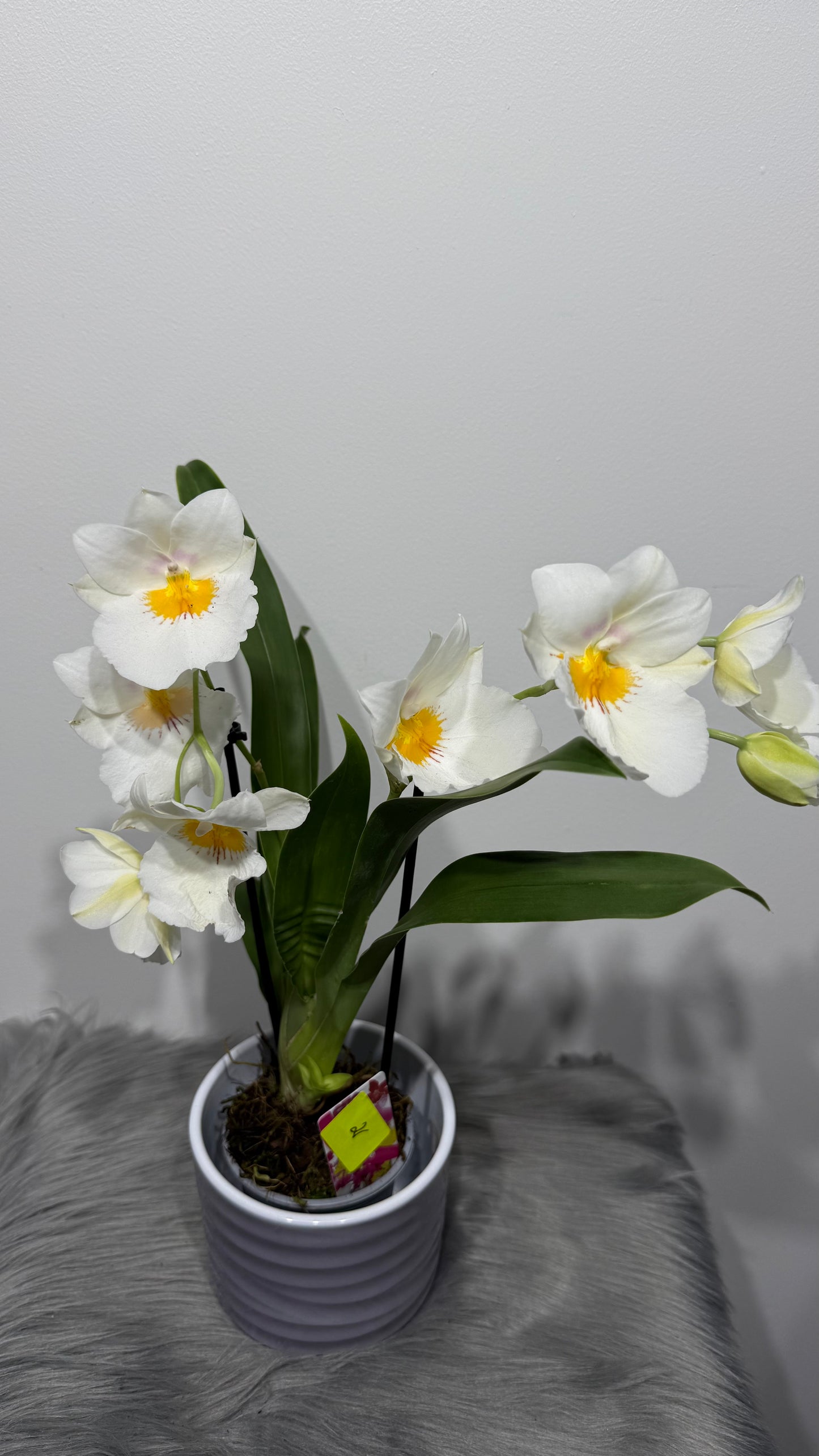 Orhideja Miltoniopsis 2