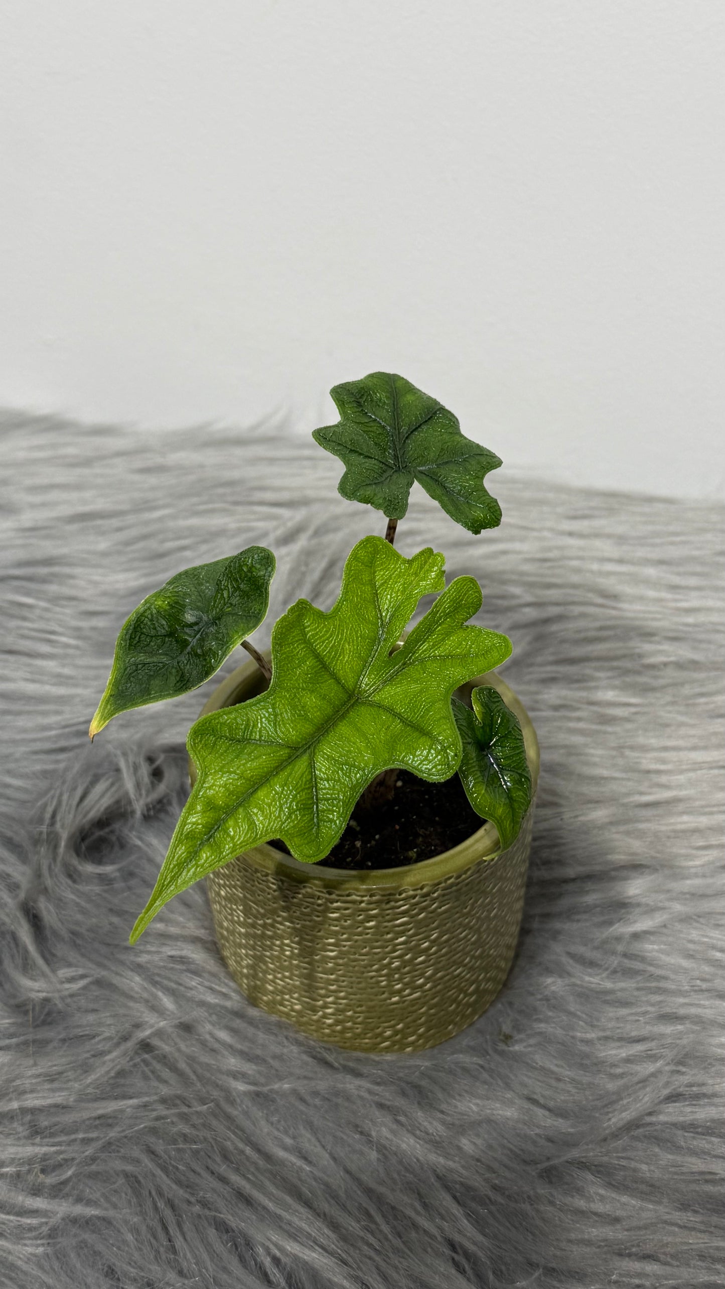 Alocasia Jacklyn
