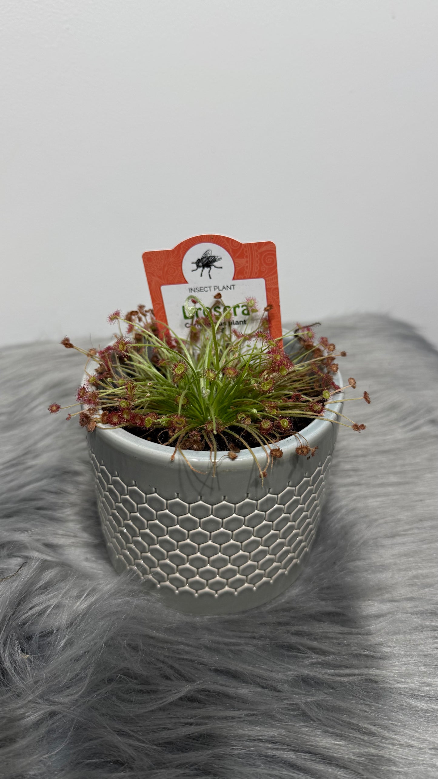 Mušķērājs Drosera 3