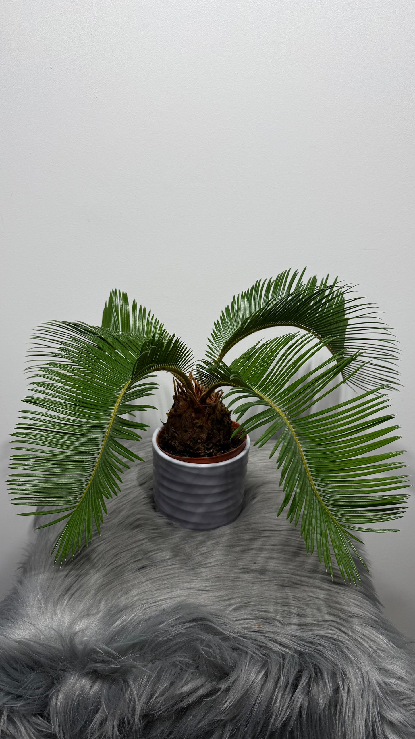 Cycas Revoluta