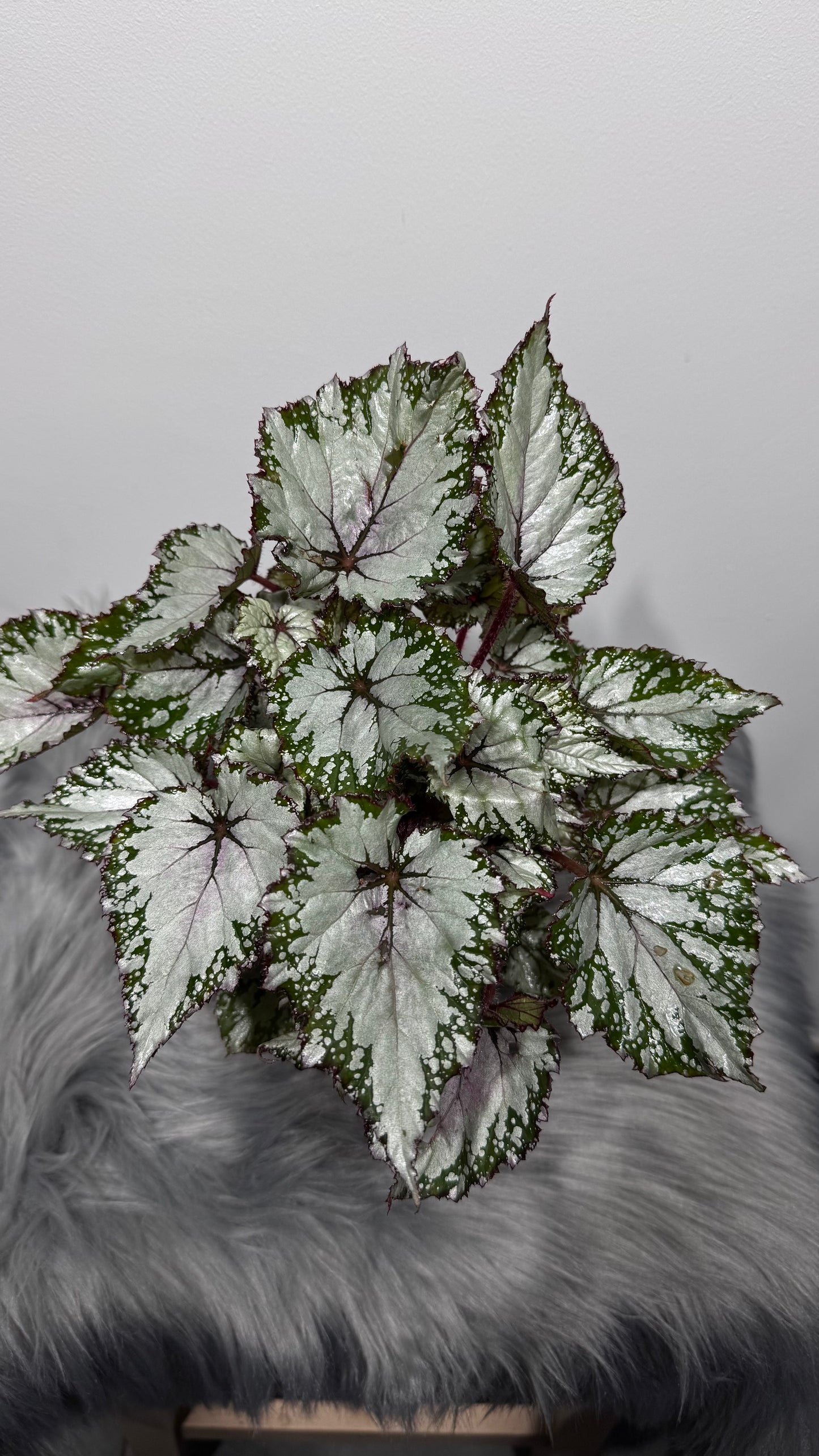 Begonia Beleaf 7
