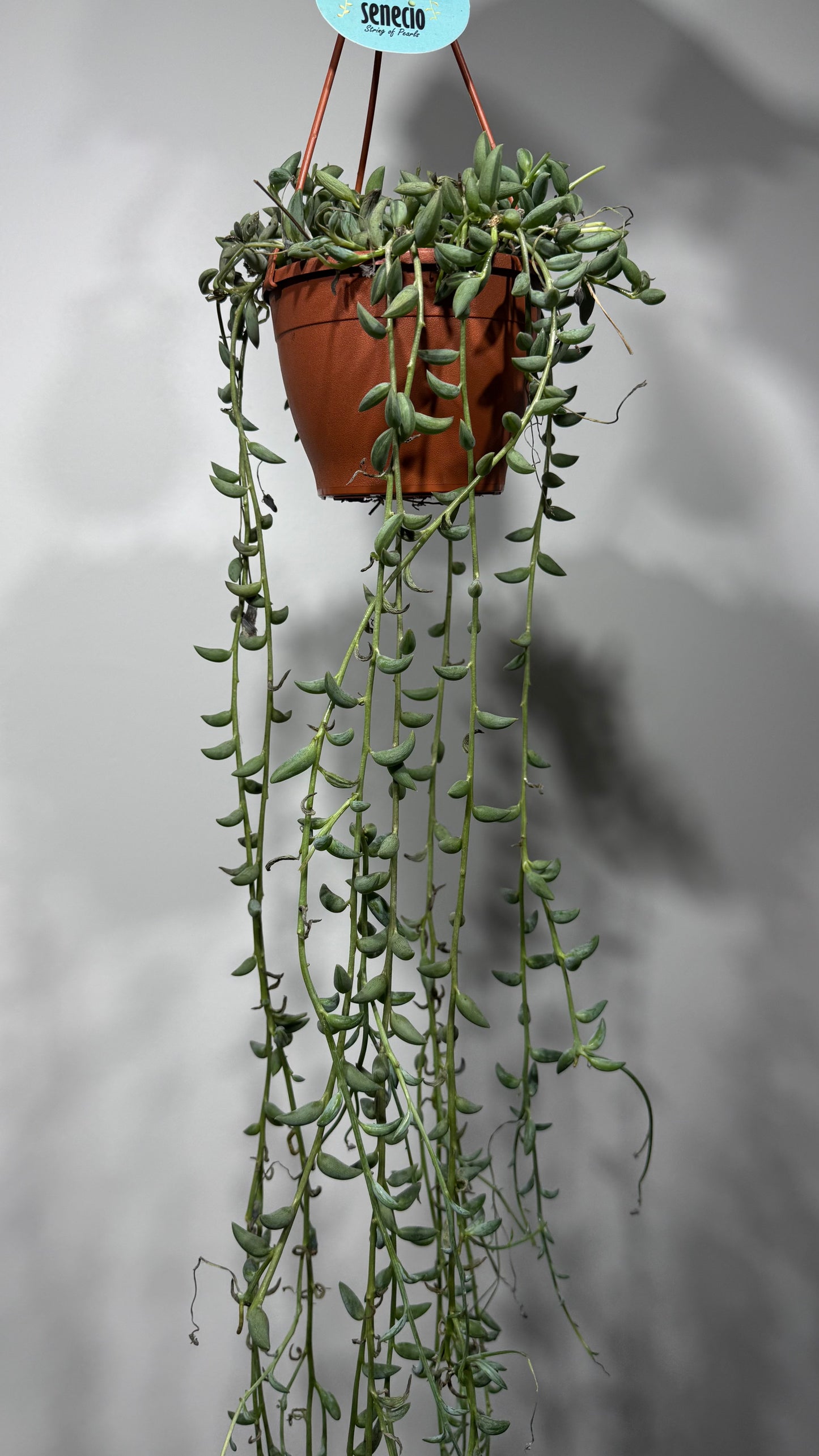 Senecio