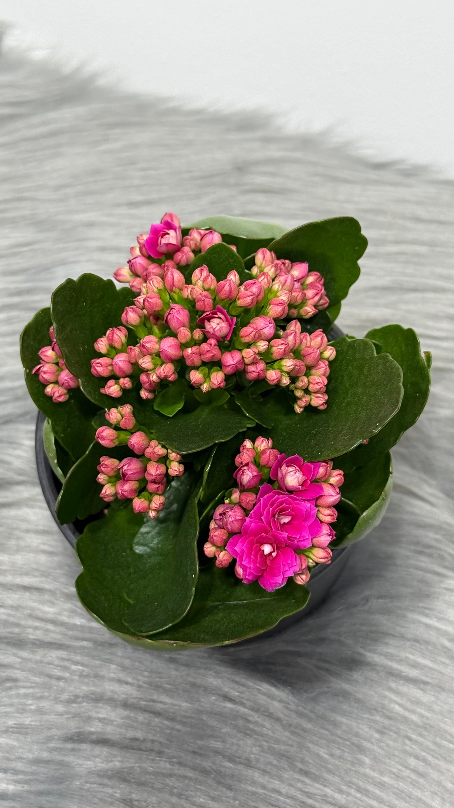 Kalanchoe Pink