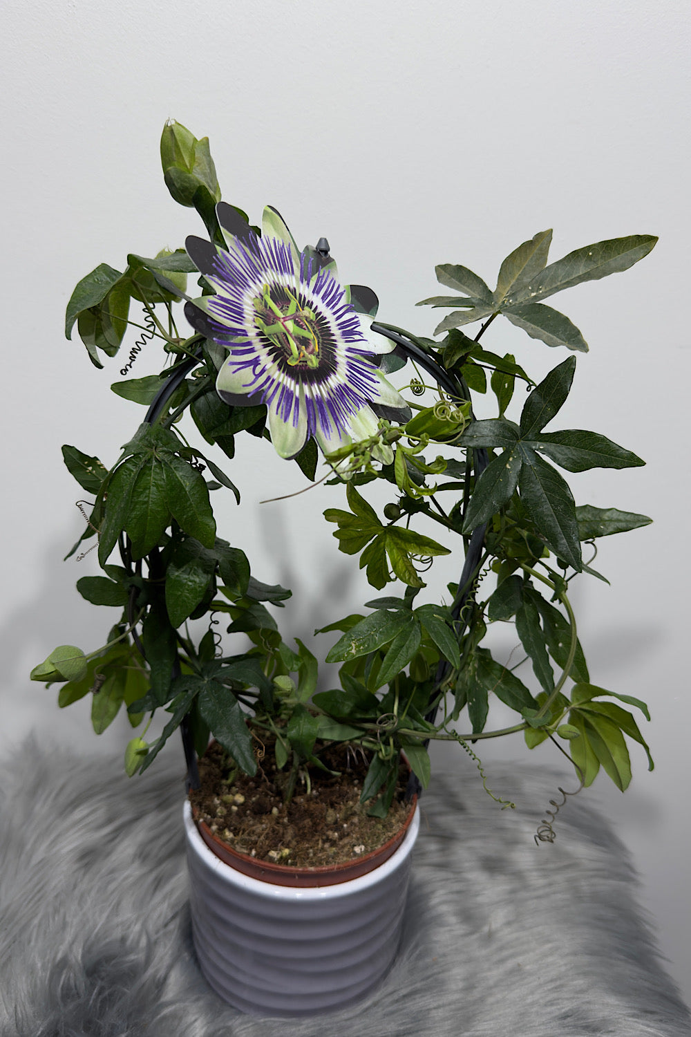Passiflora Caerulea - www.augi-plants.lv