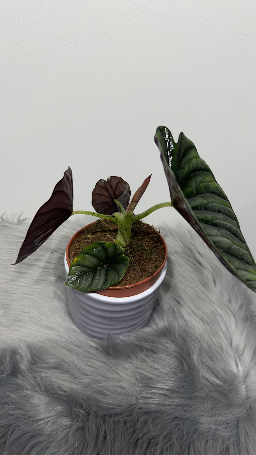 Alocasia Nebula - www.augi-plants.lv