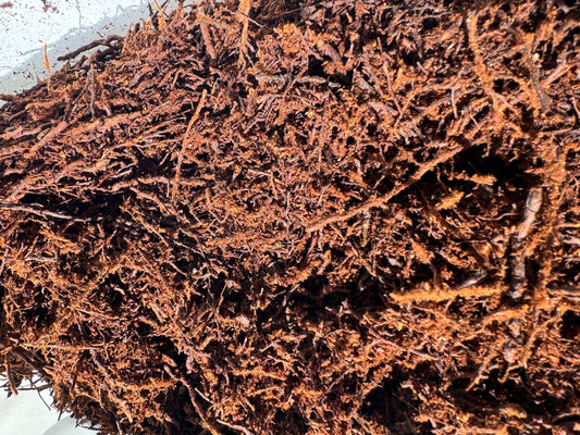 Tree Fern - www.augi-plants.lv