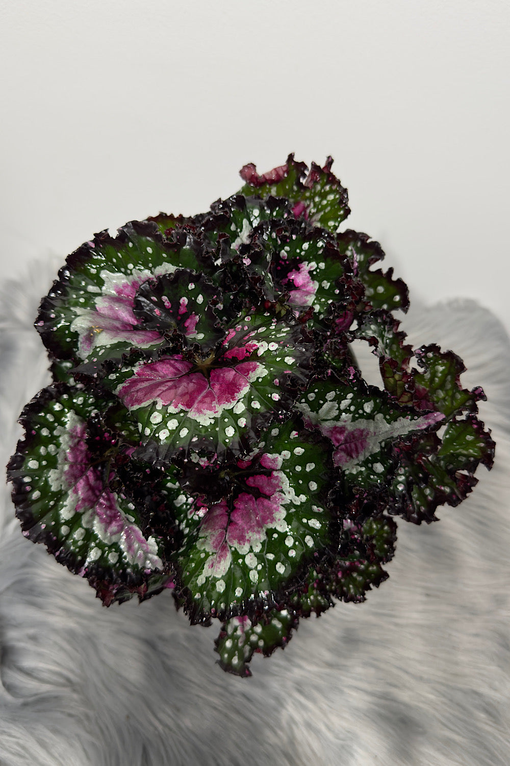 Begonia Beleaf 6