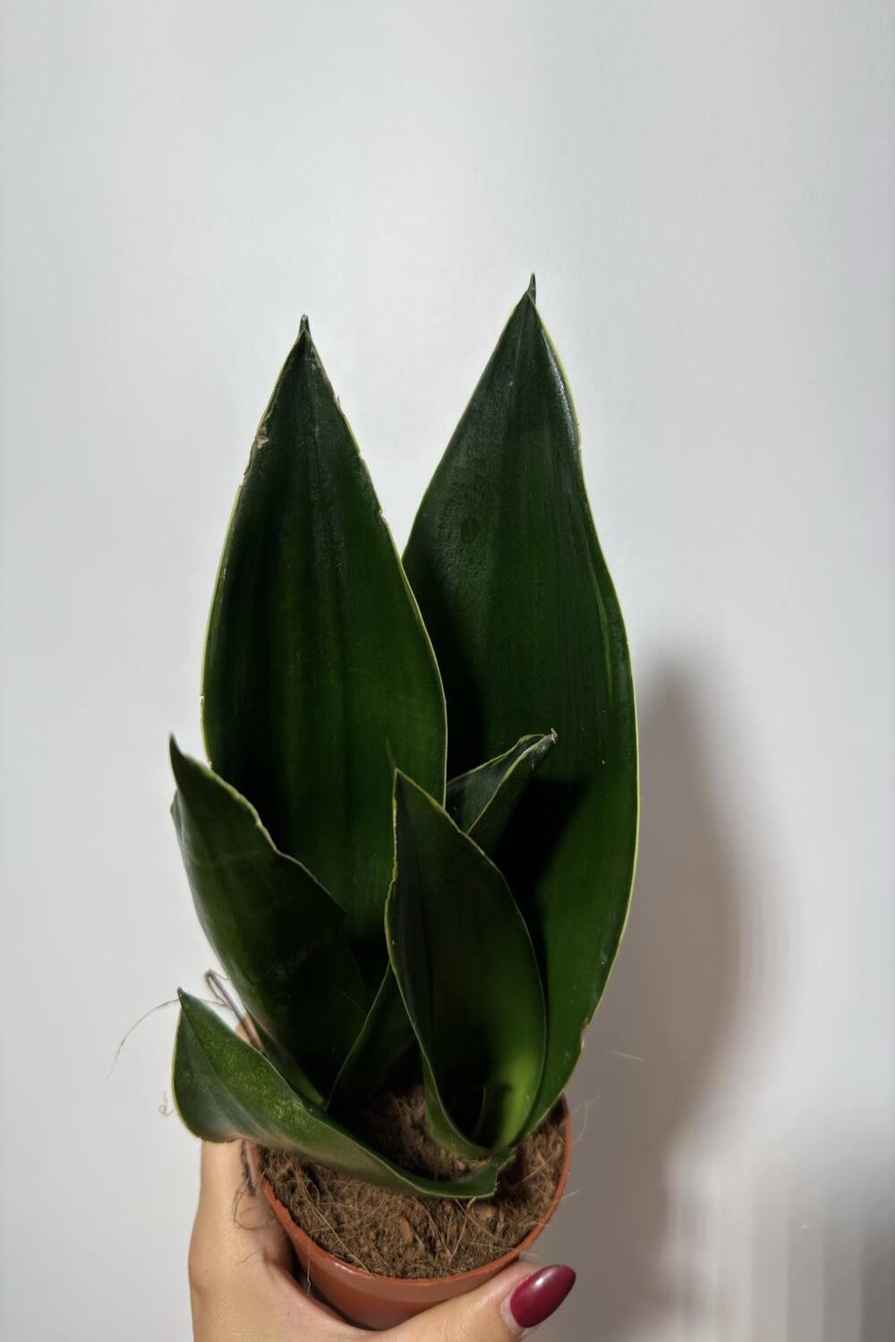 Sansevieria 'Black Diamond' - www.augi-plants.lv
