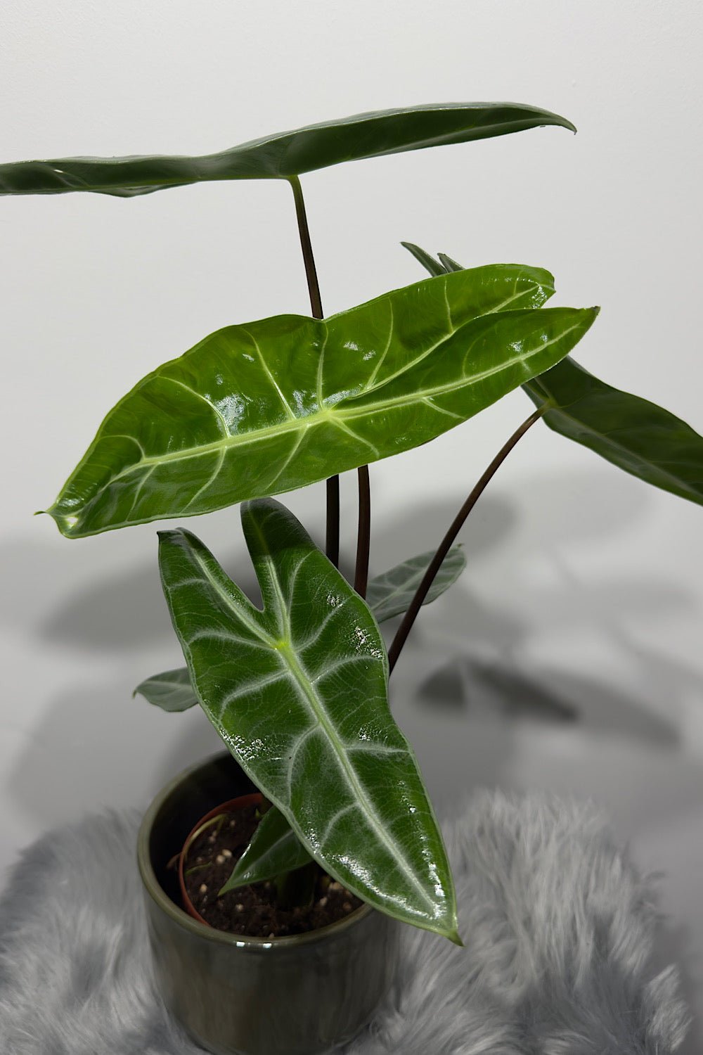 Alocasia Longiloba - www.augi-plants.lv