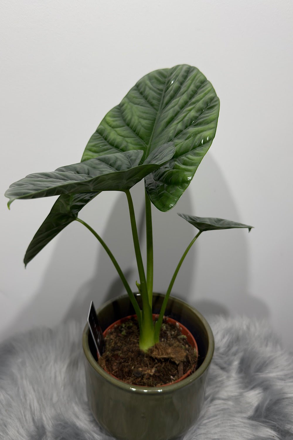 Alocasia Lukiwan - www.augi-plants.lv