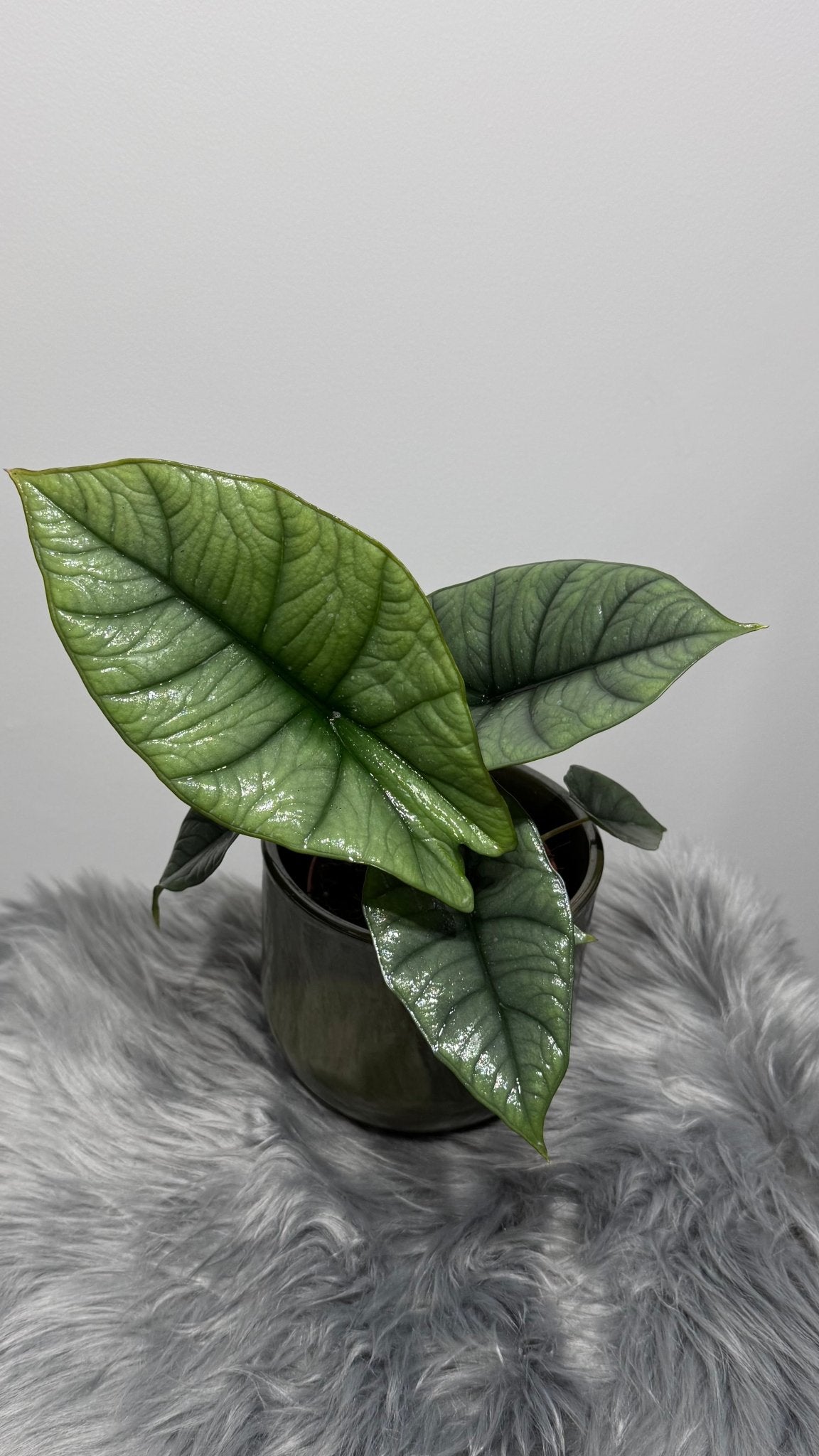 Alocasia Platinum - www.augi-plants.lv