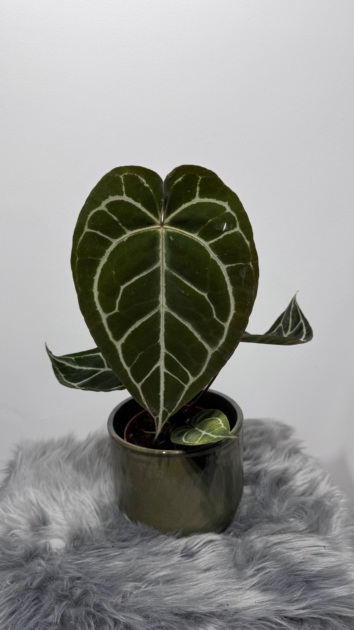 Anthurium crystallinum - www.augi-plants.lv