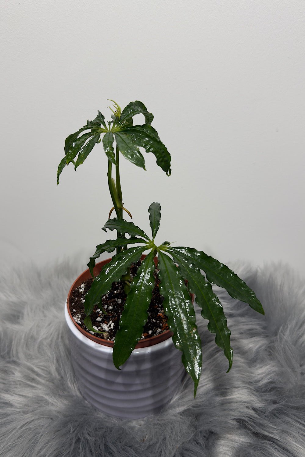 Anthurium Polyschistum - www.augi-plants.lv