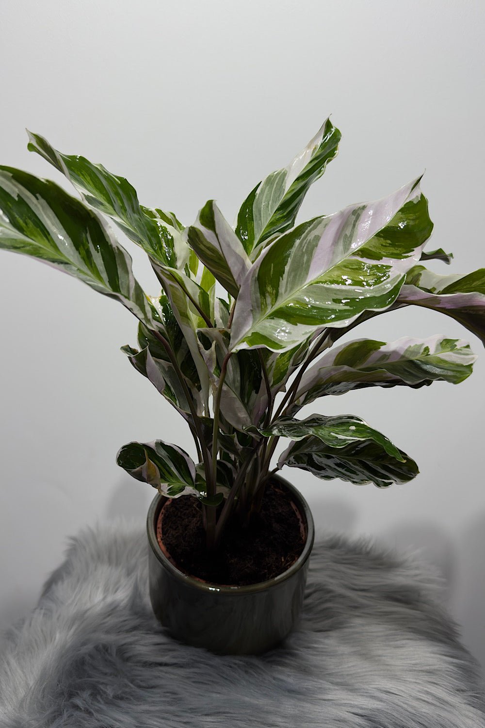 Calathea Fusion White - www.augi-plants.lv