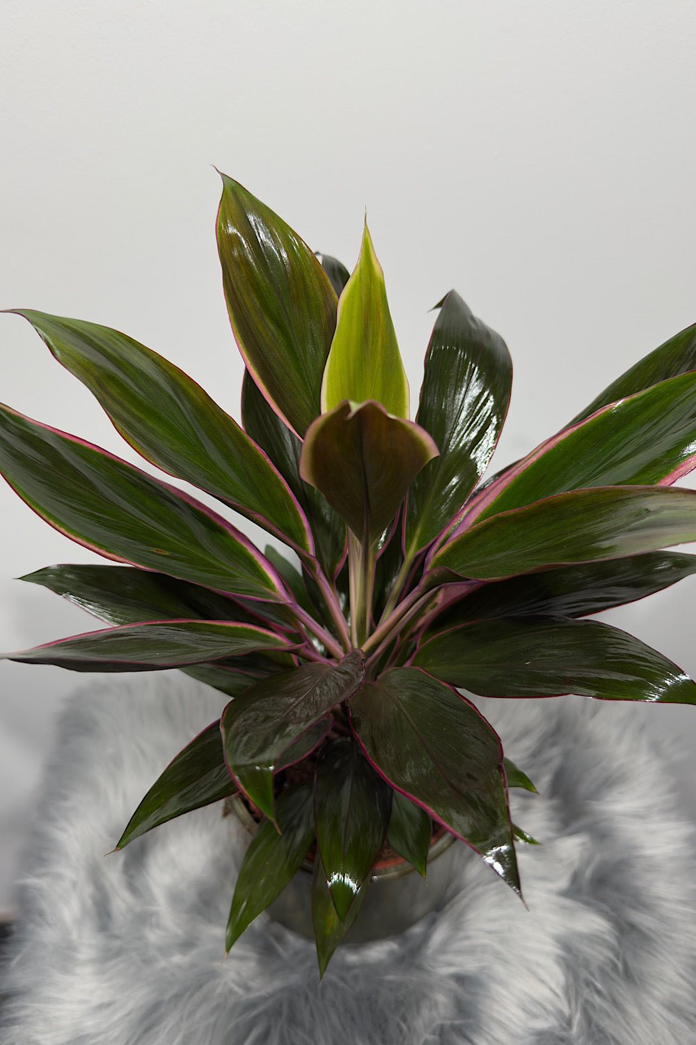 Cordyline 5 - www.augi-plants.lv