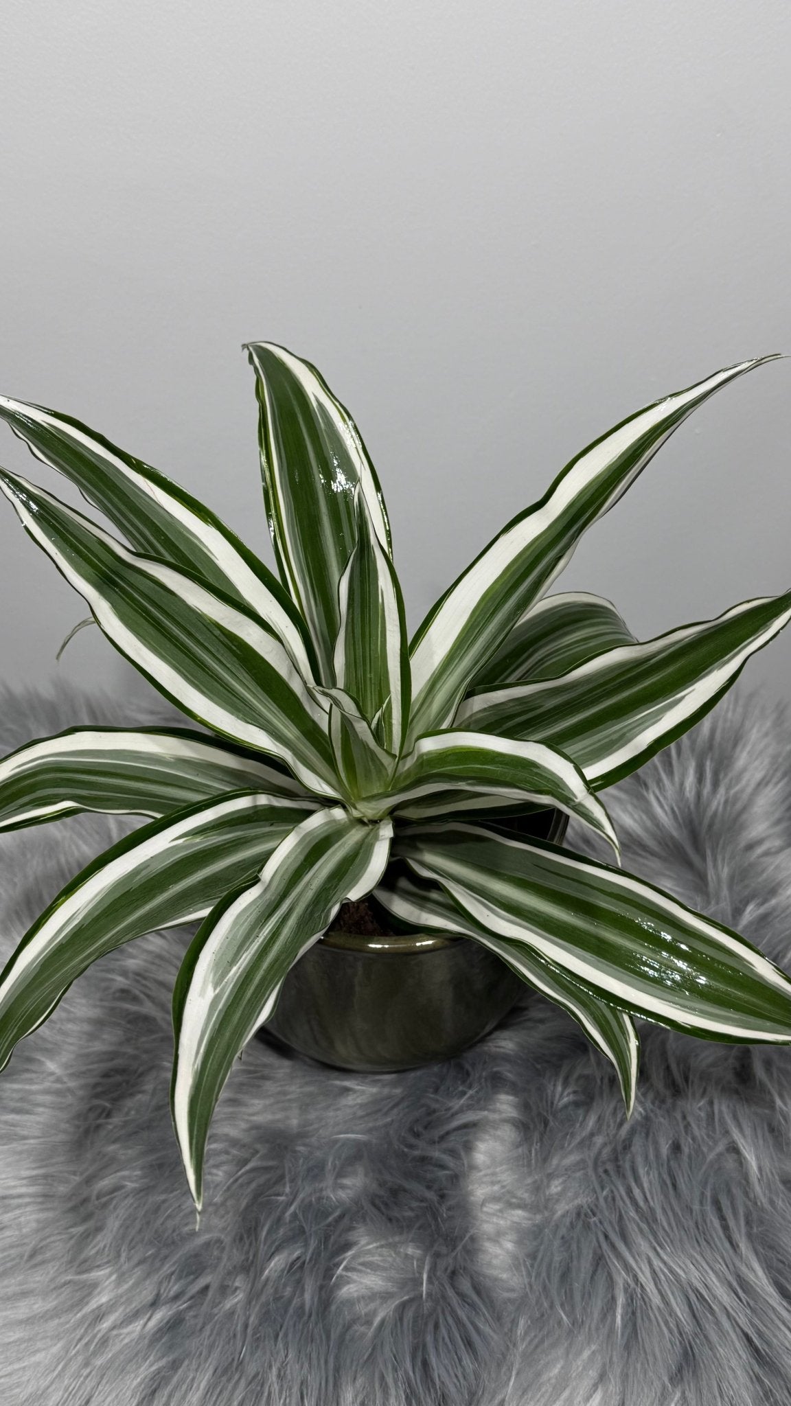 Dracaena White Jewel - www.augi-plants.lv