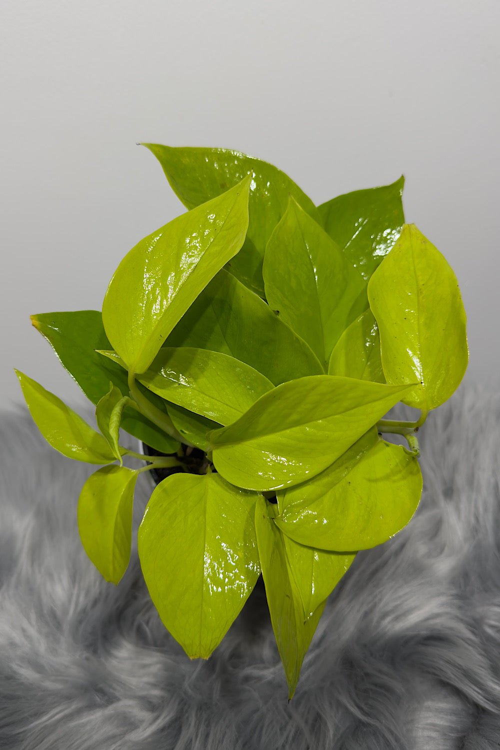 Epipremnum Neon - www.augi-plants.lv