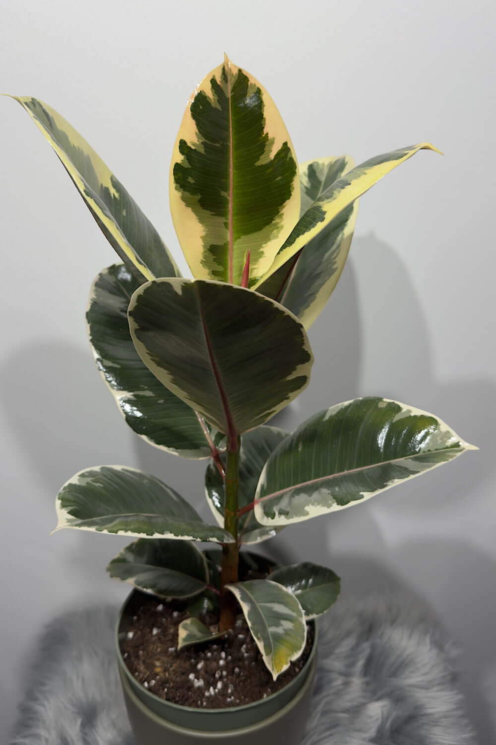 Ficus elastica Ruby - www.augi-plants.lv