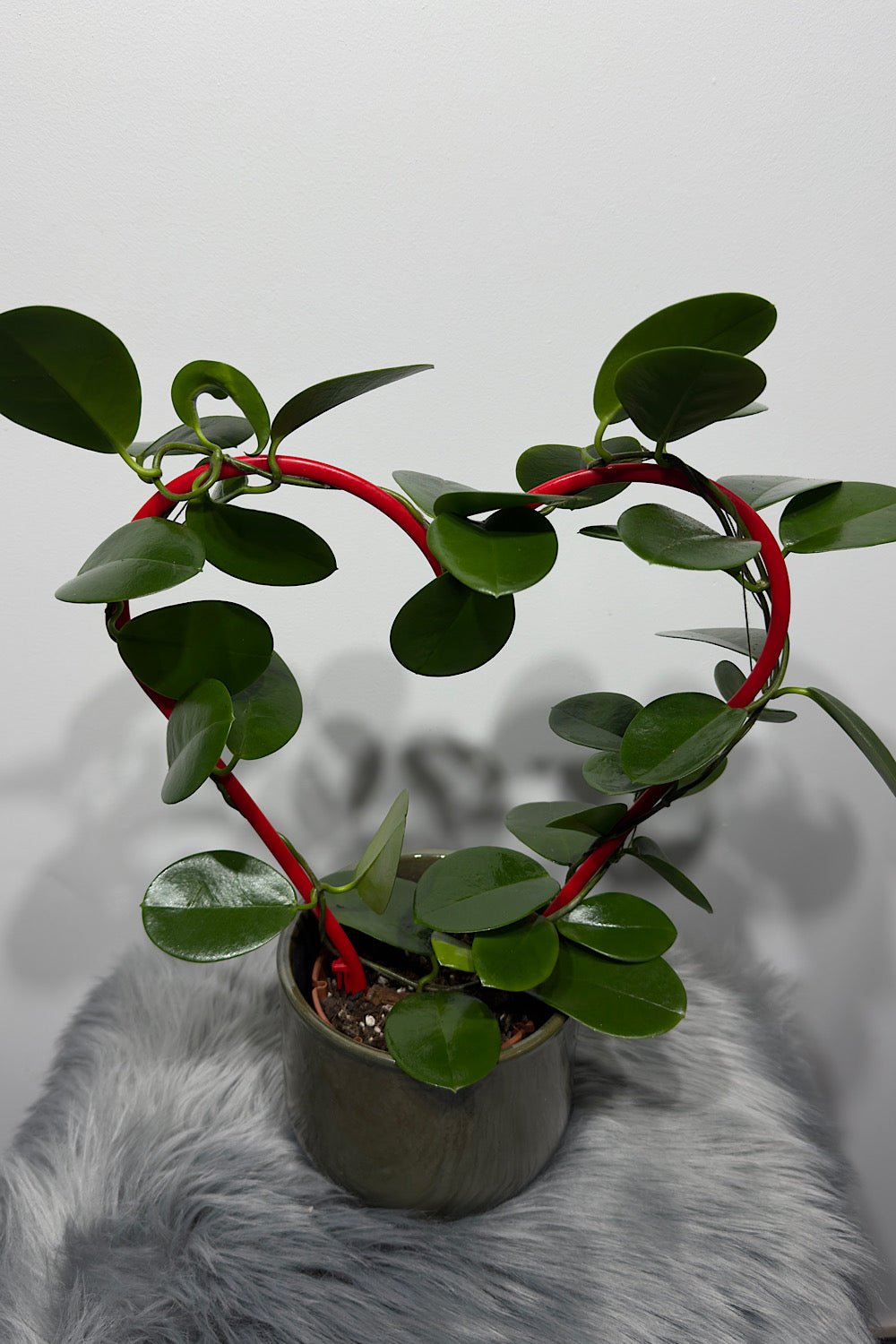 Hoya Australis - www.augi-plants.lv