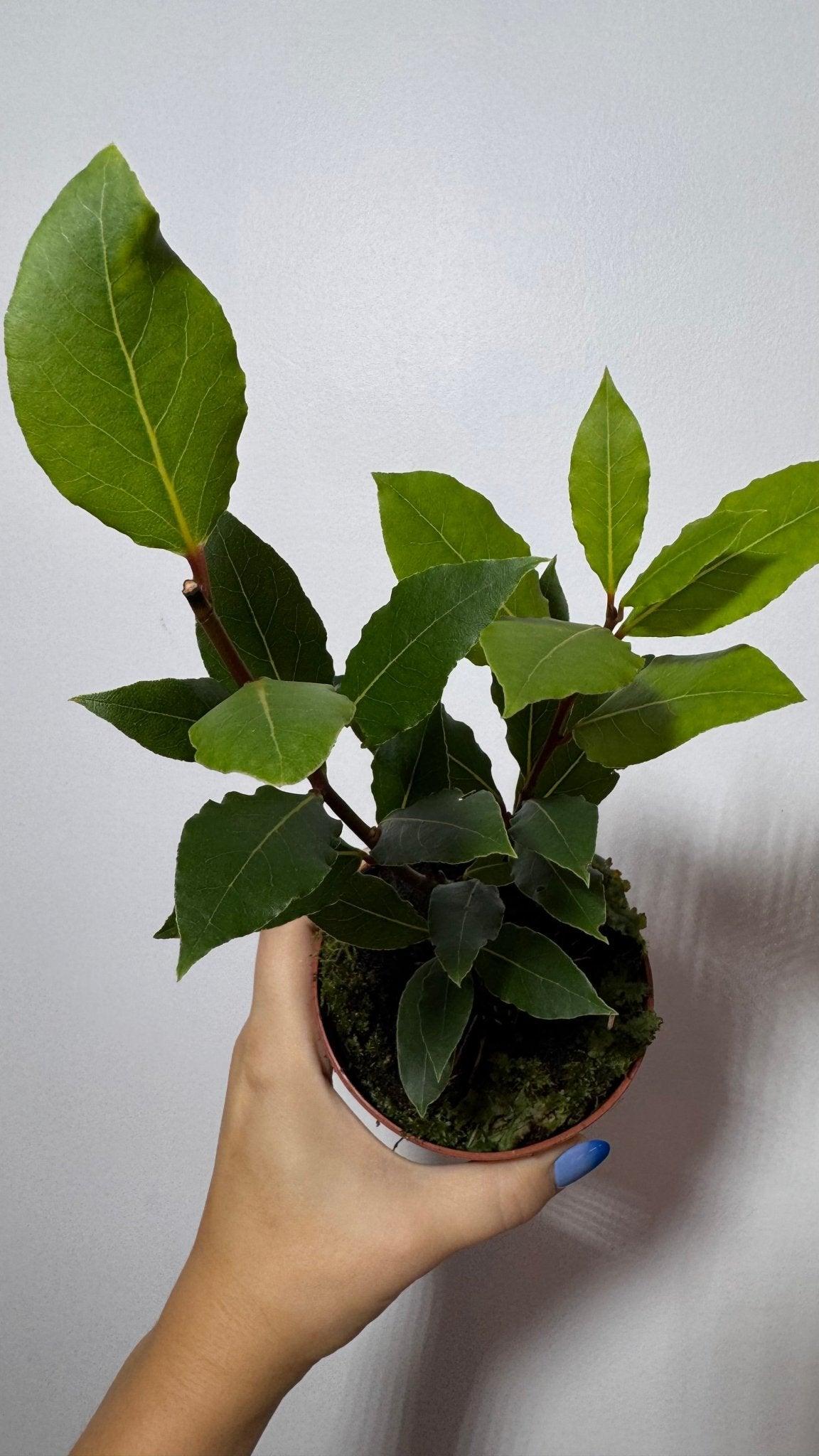 Laurus Nobilis - www.augi-plants.lv