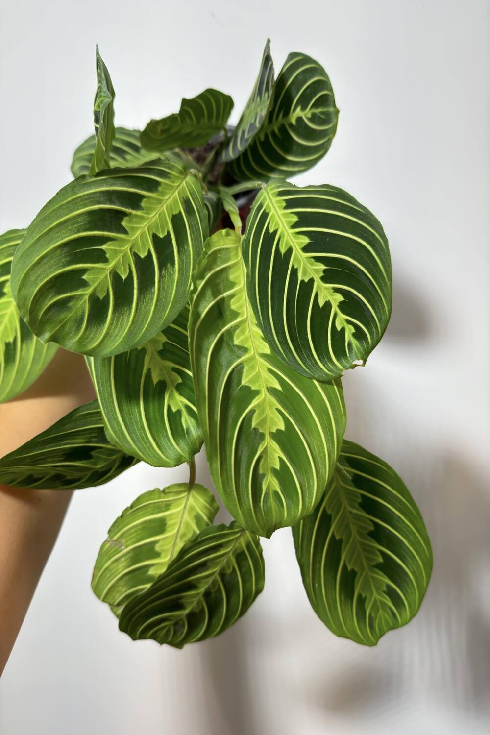 Maranta Lemon - www.augi-plants.lv