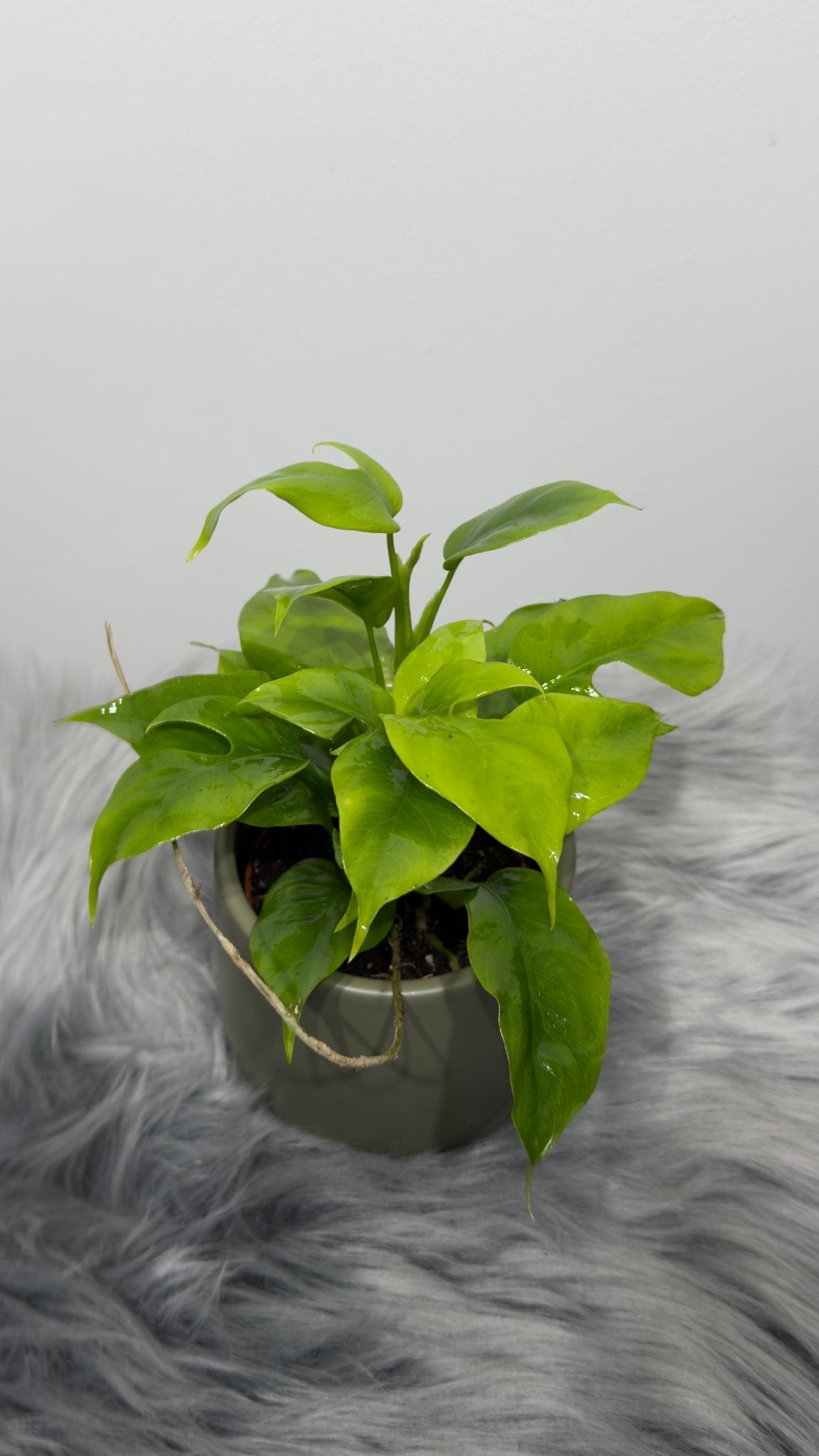 Monstera Piccolo - www.augi-plants.lv