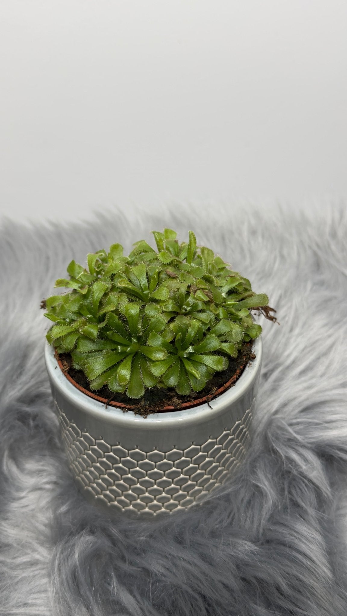 Mušķērājs Drosera Aliciae - www.augi-plants.lv