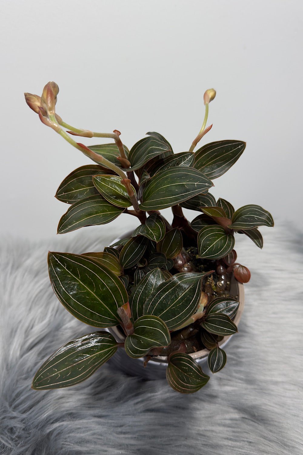 Orhideja Ludisia discolor - www.augi-plants.lv