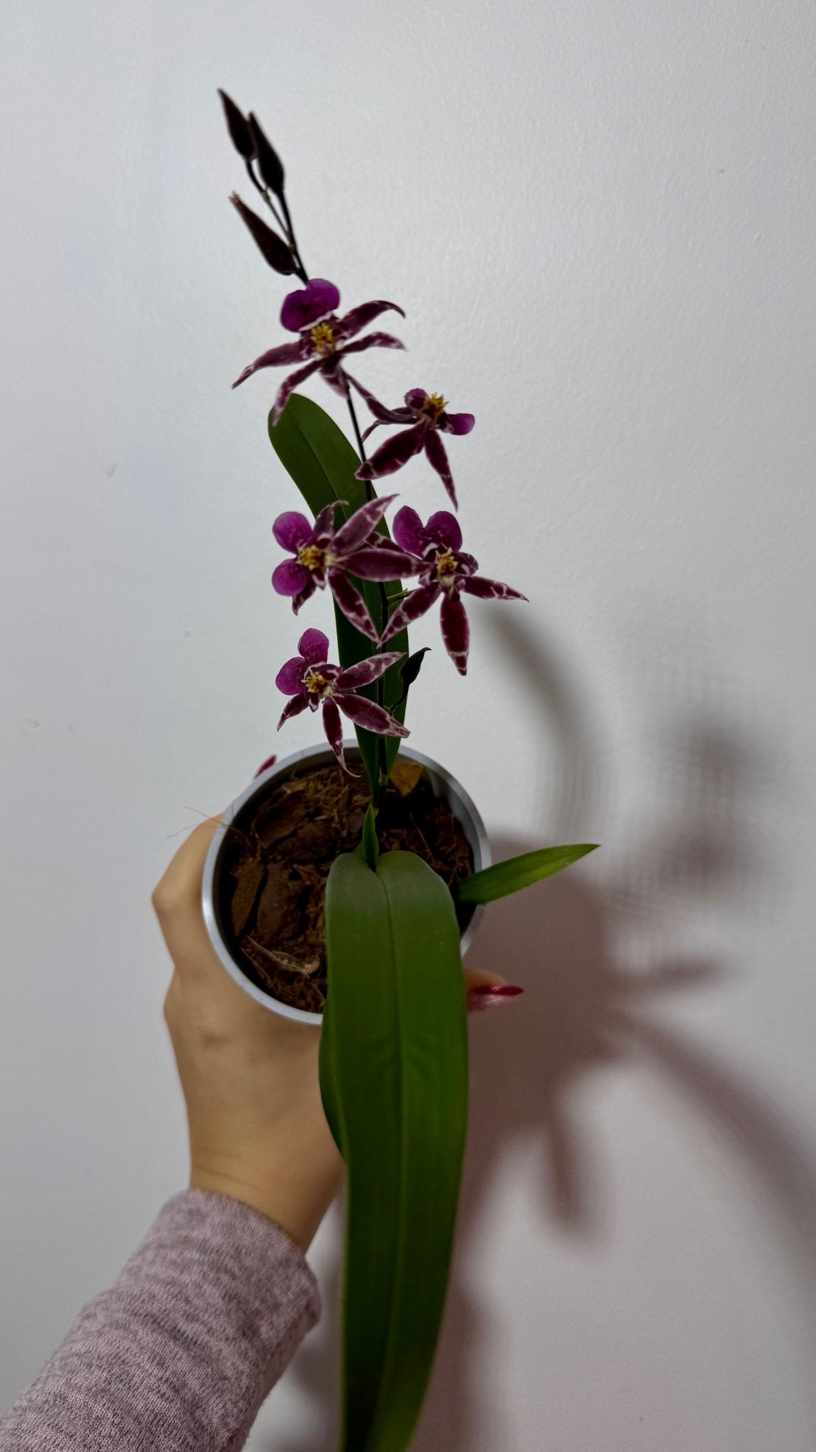 Orhideja Oncidium SMARŽO - www.augi-plants.lv