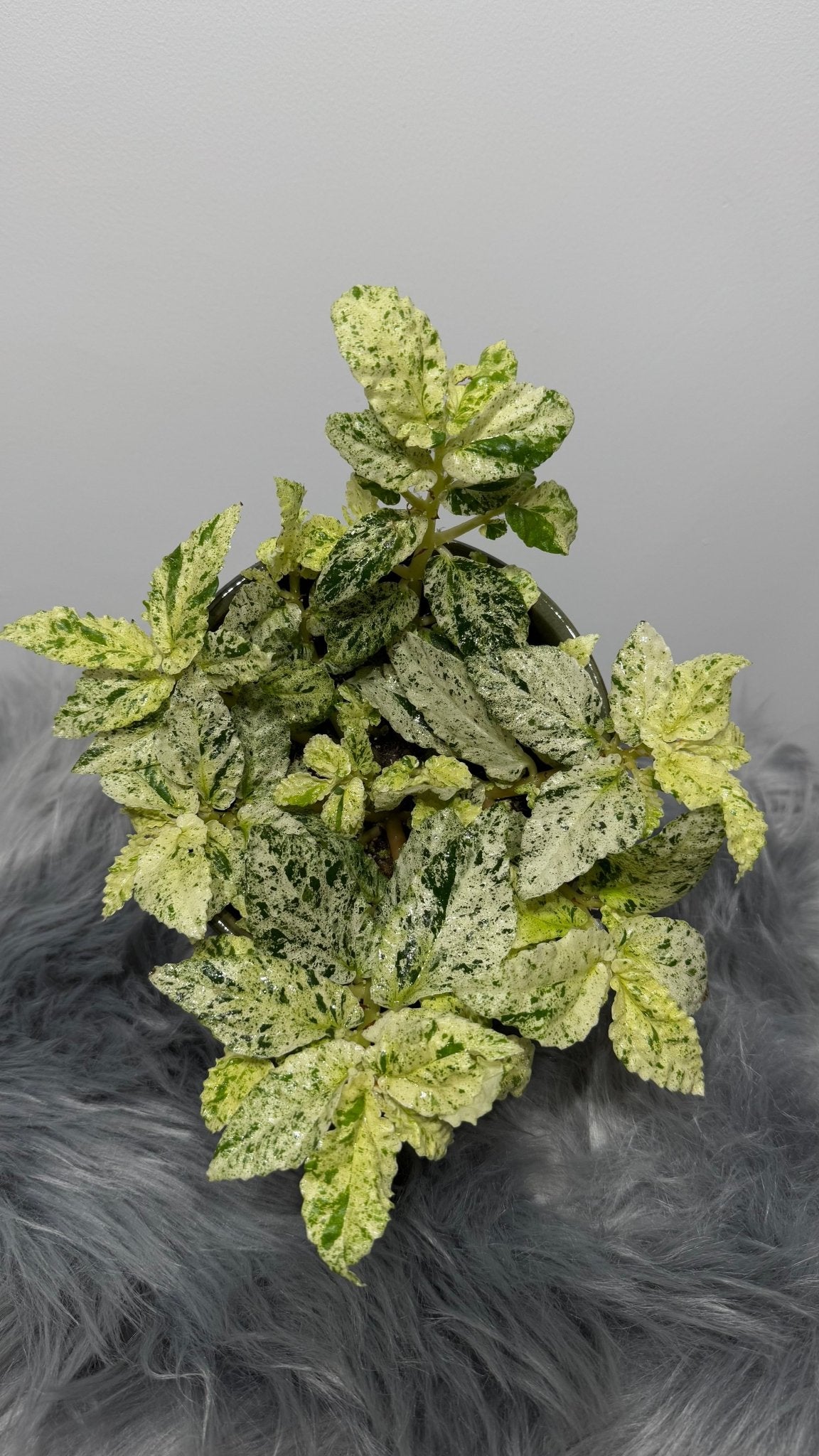 Pellionia Repens Variegata - www.augi-plants.lv