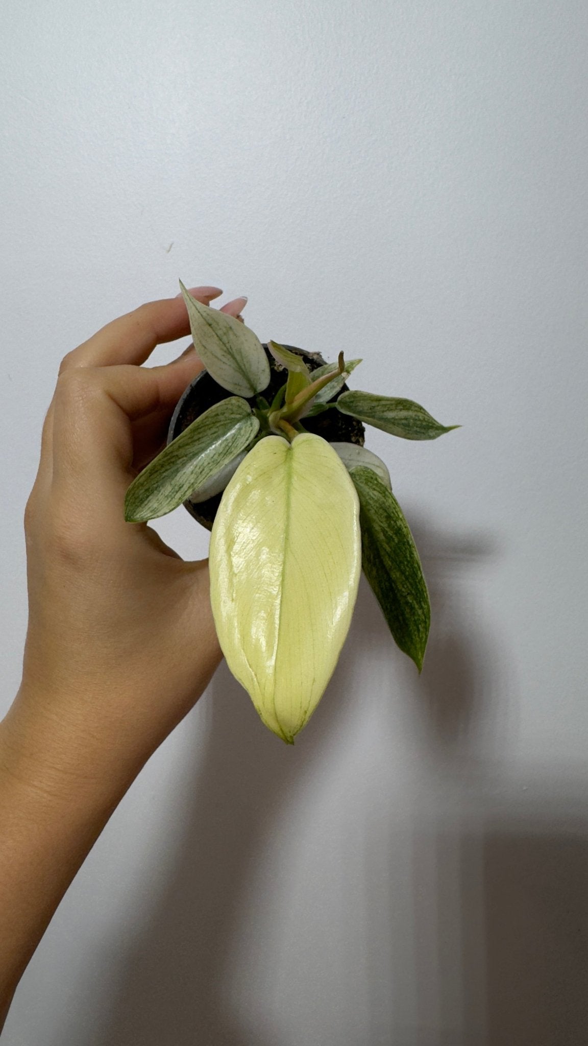 Philodendron FLORIDA GHOST - www.augi-plants.lv