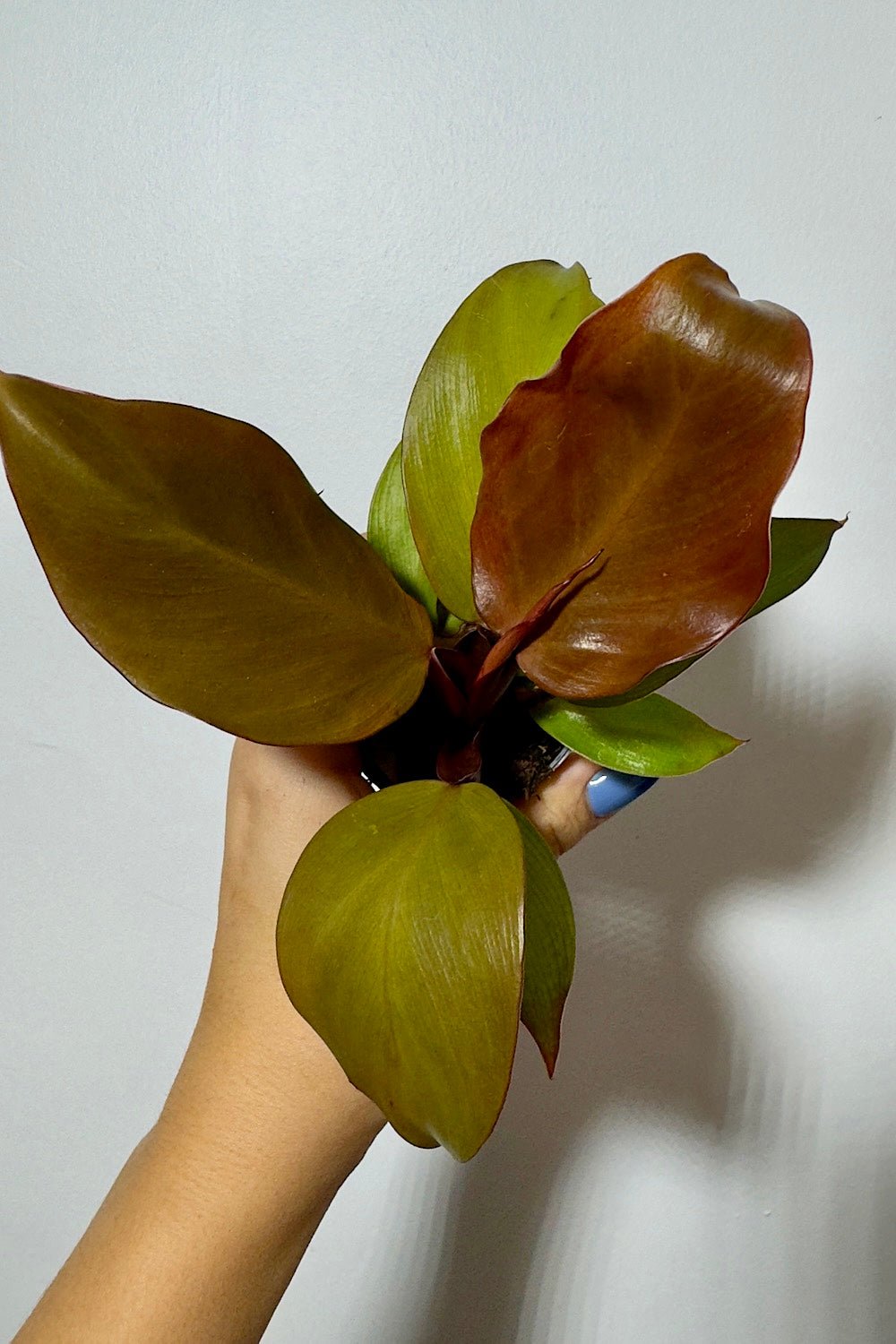 Philodendron Red Sun - www.augi-plants.lv