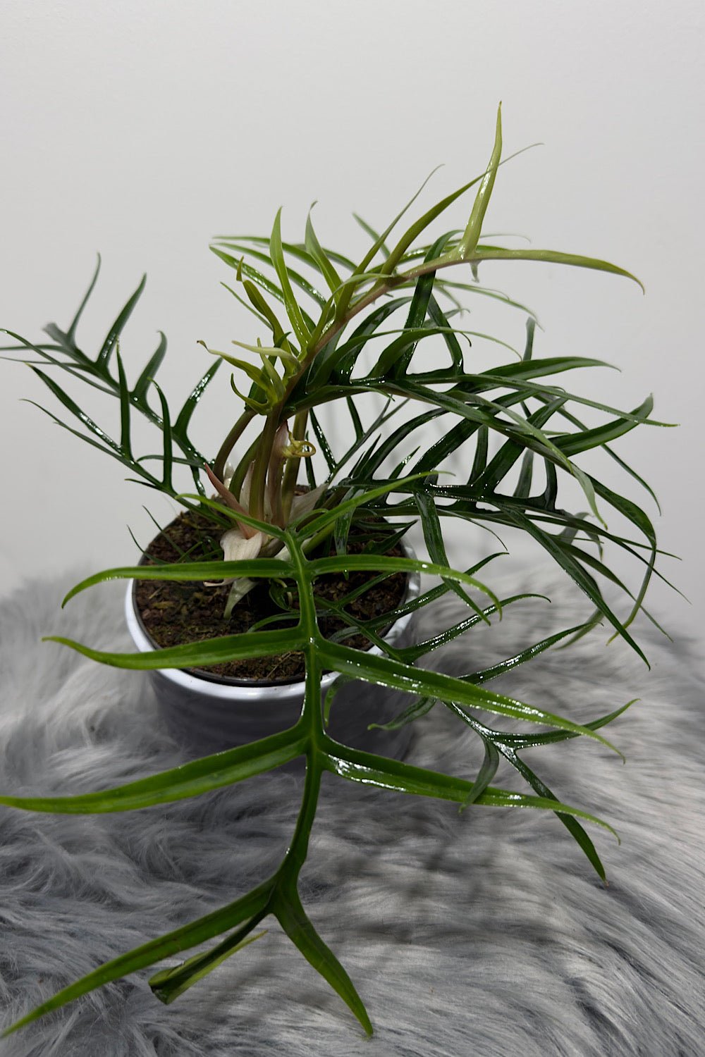 Philodendron Tortum - www.augi-plants.lv