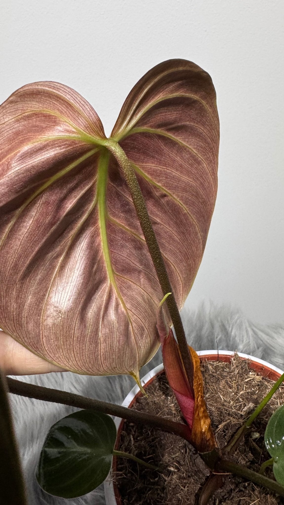 Philodendron verrucosum Choco Red - www.augi-plants.lv