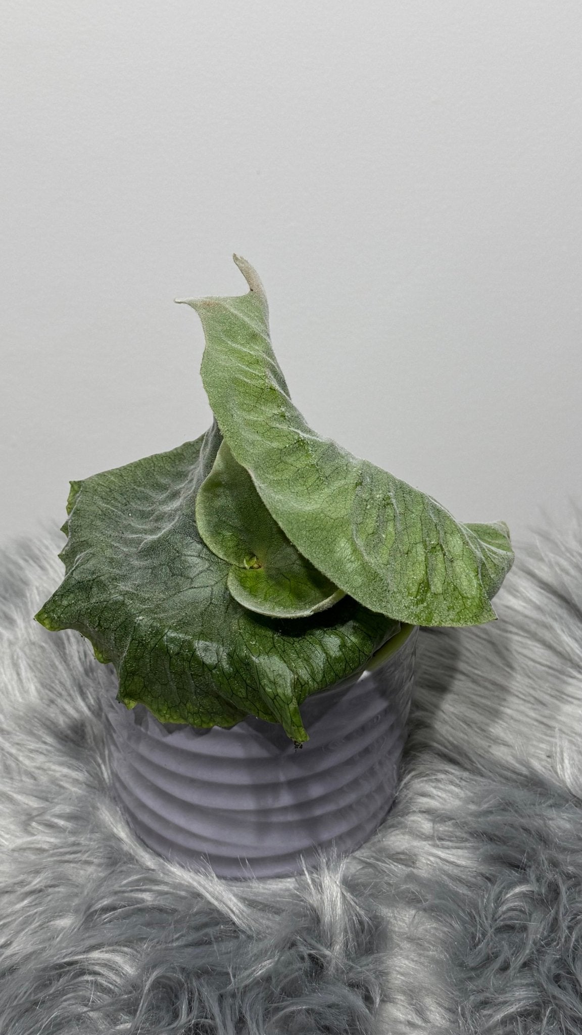 Platycerium Superbum - www.augi-plants.lv