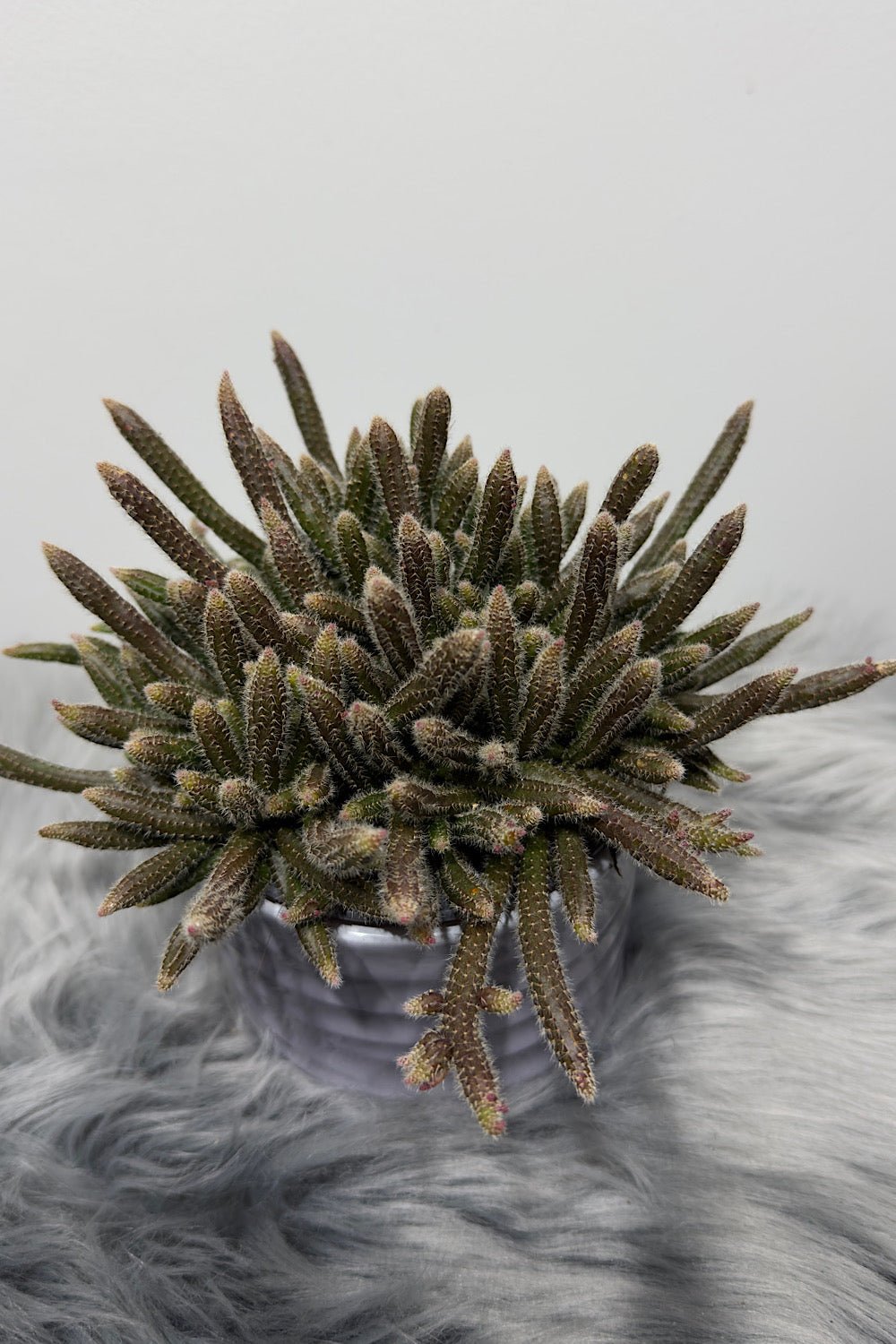 Rhipsalis 1 - www.augi-plants.lv