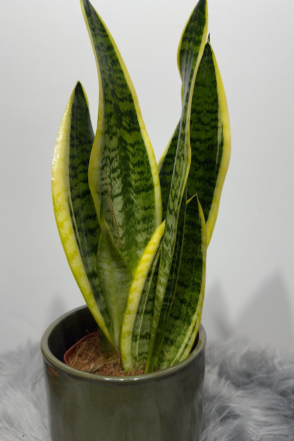 Sansevieria Futura Superba - www.augi-plants.lv
