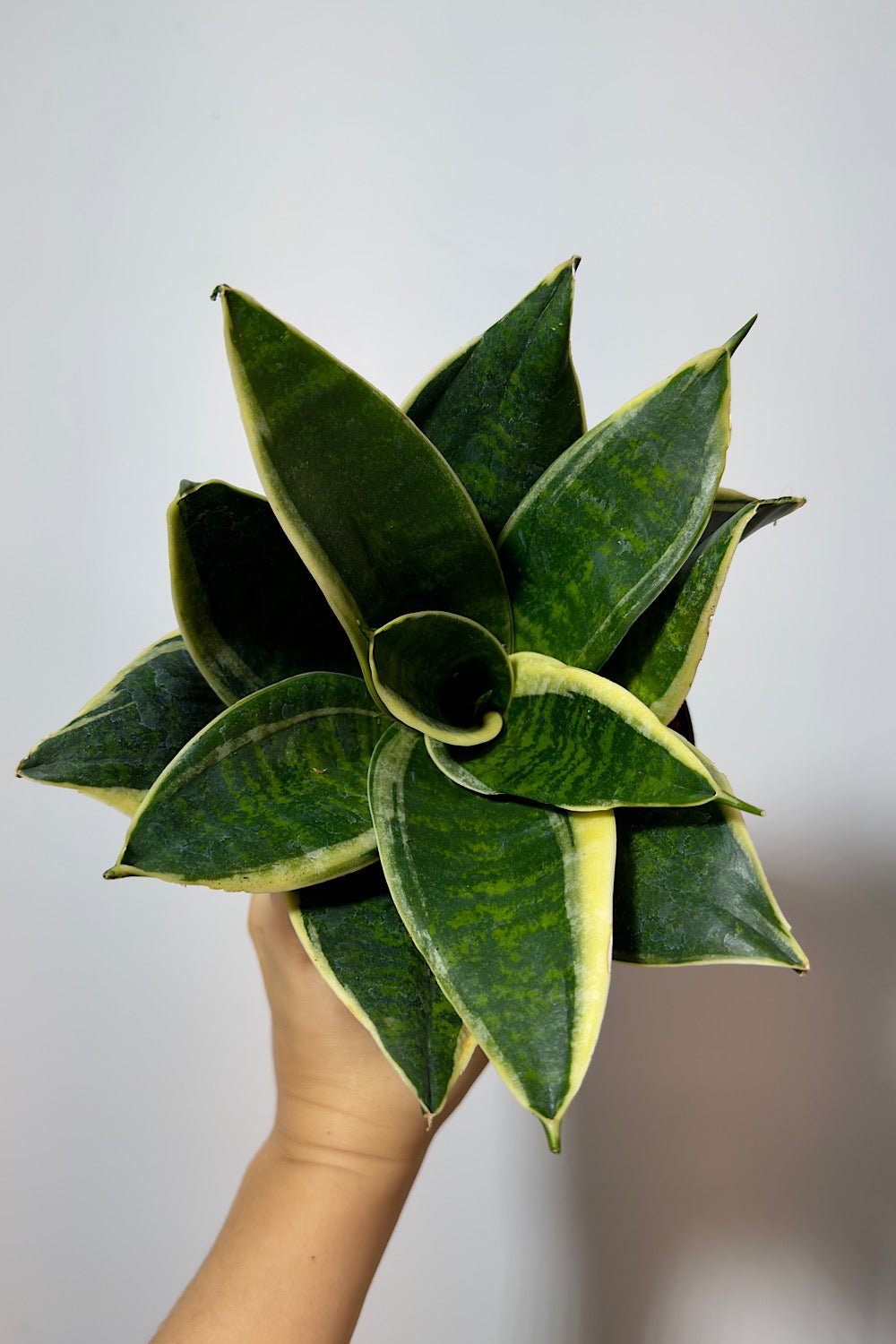 Sansevieria Hahnii Super - www.augi-plants.lv