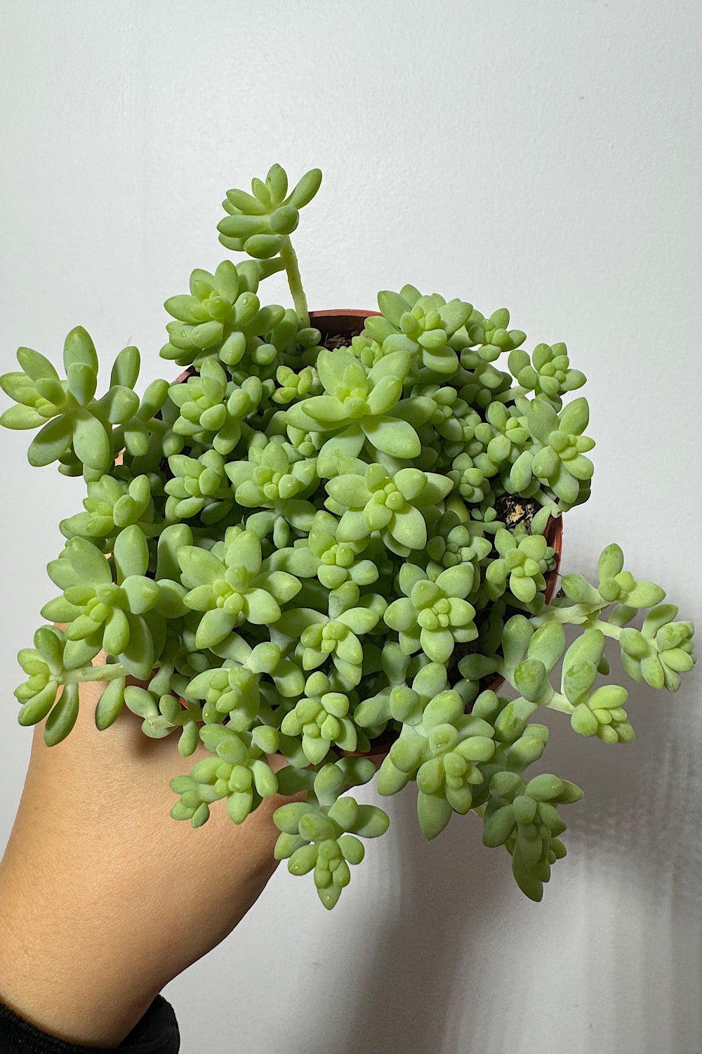 Sedum burrito - www.augi-plants.lv