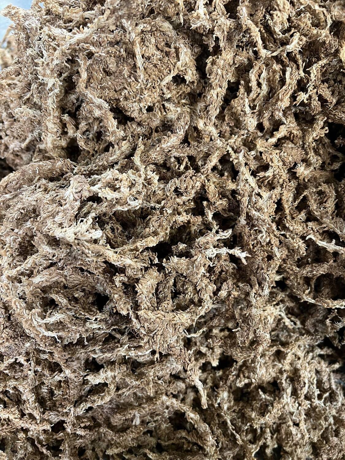 Sfagnu Sūnas - www.augi-plants.lv