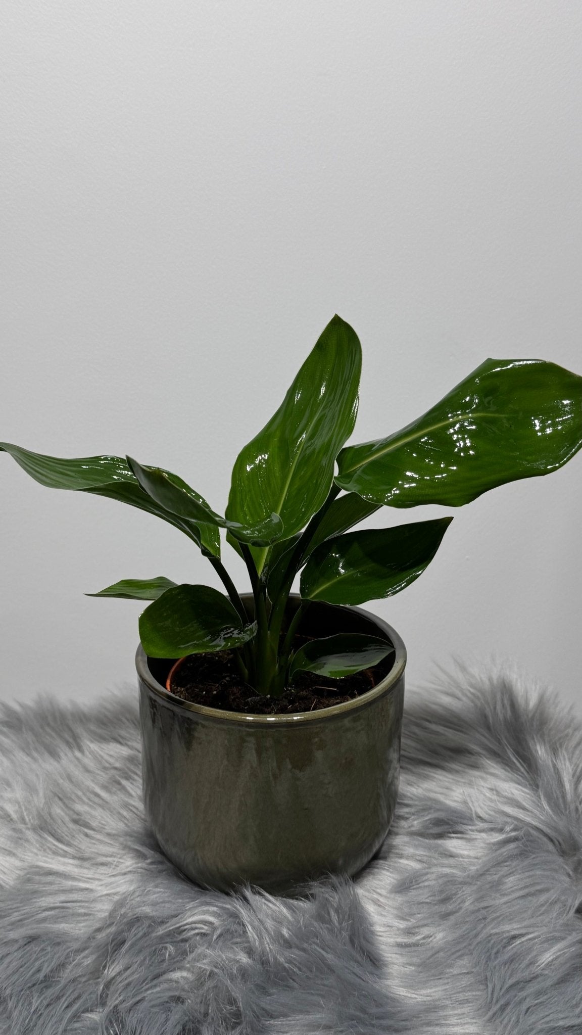 Strelitzia Reginae - www.augi-plants.lv