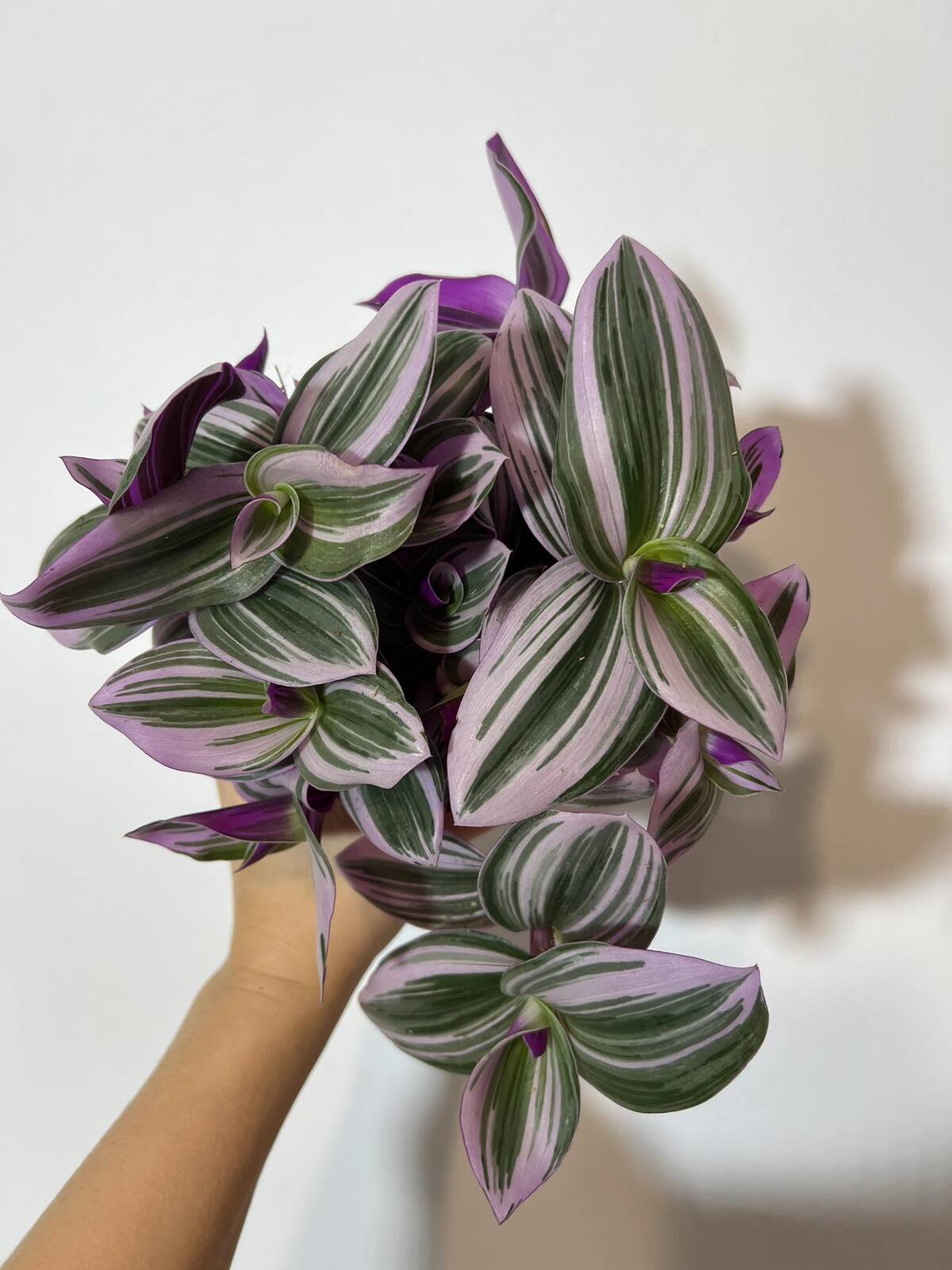 Tradescantia Nanouk - www.augi - plants.lv