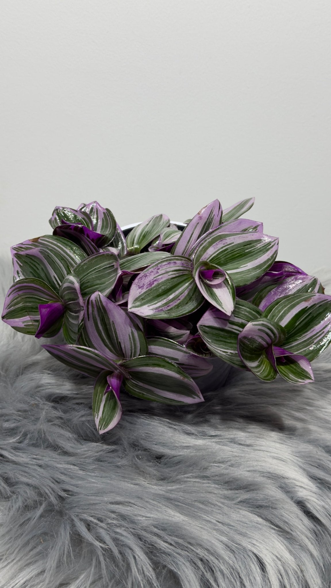 Tradescantia Nanouk - www.augi-plants.lv