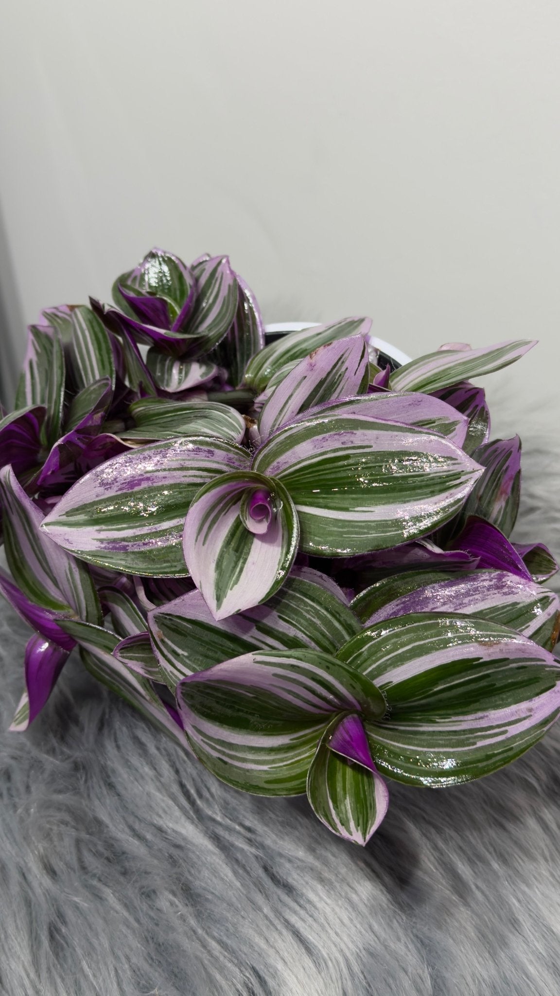 Tradescantia Nanouk - www.augi - plants.lv