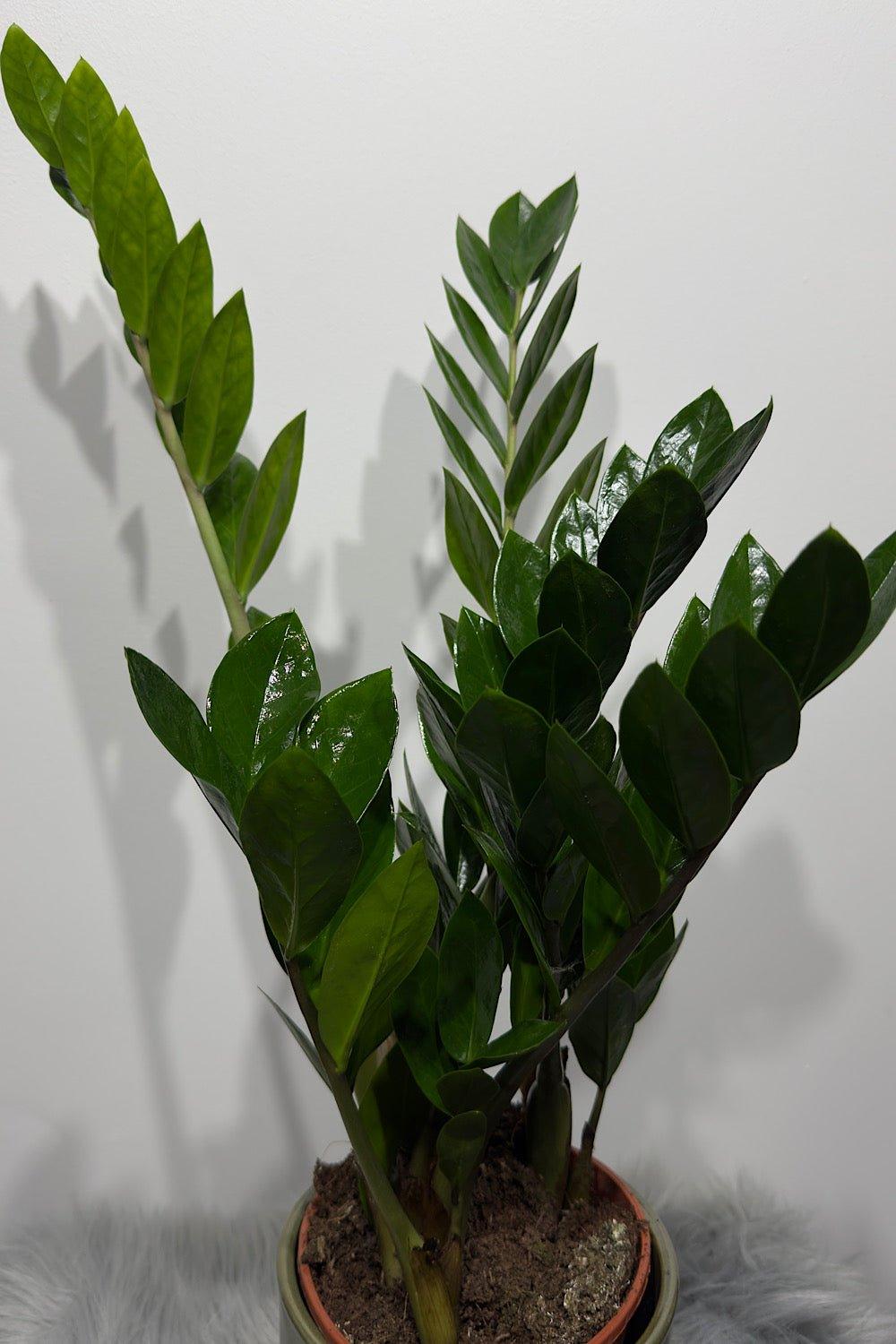 Zamioculcas zamiifolia - www.augi-plants.lv